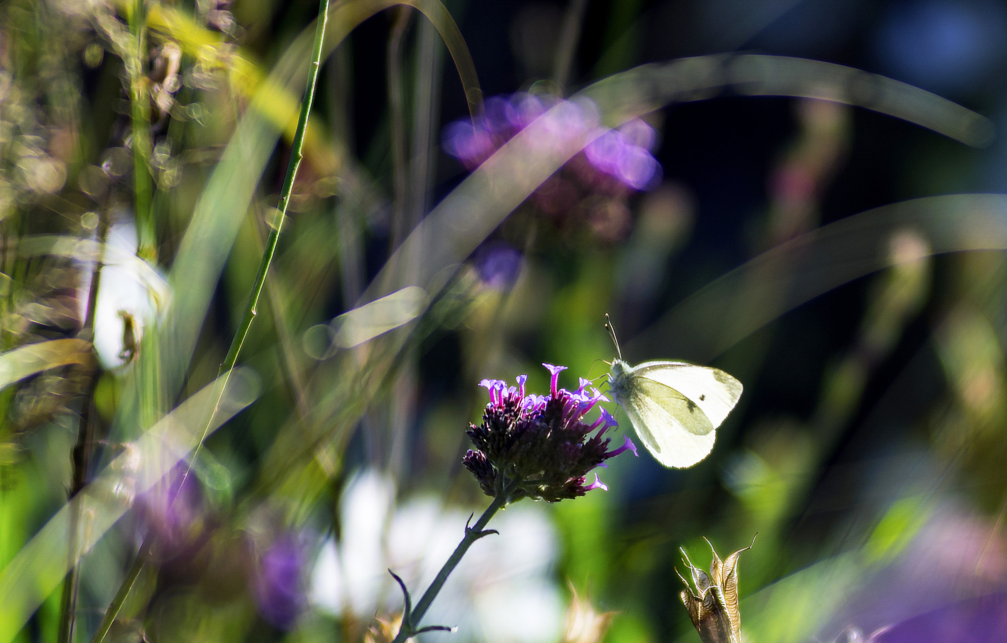 AF Zoom-Nikkor 80-200mm f/2.8 ED sample photo. Paradise photography