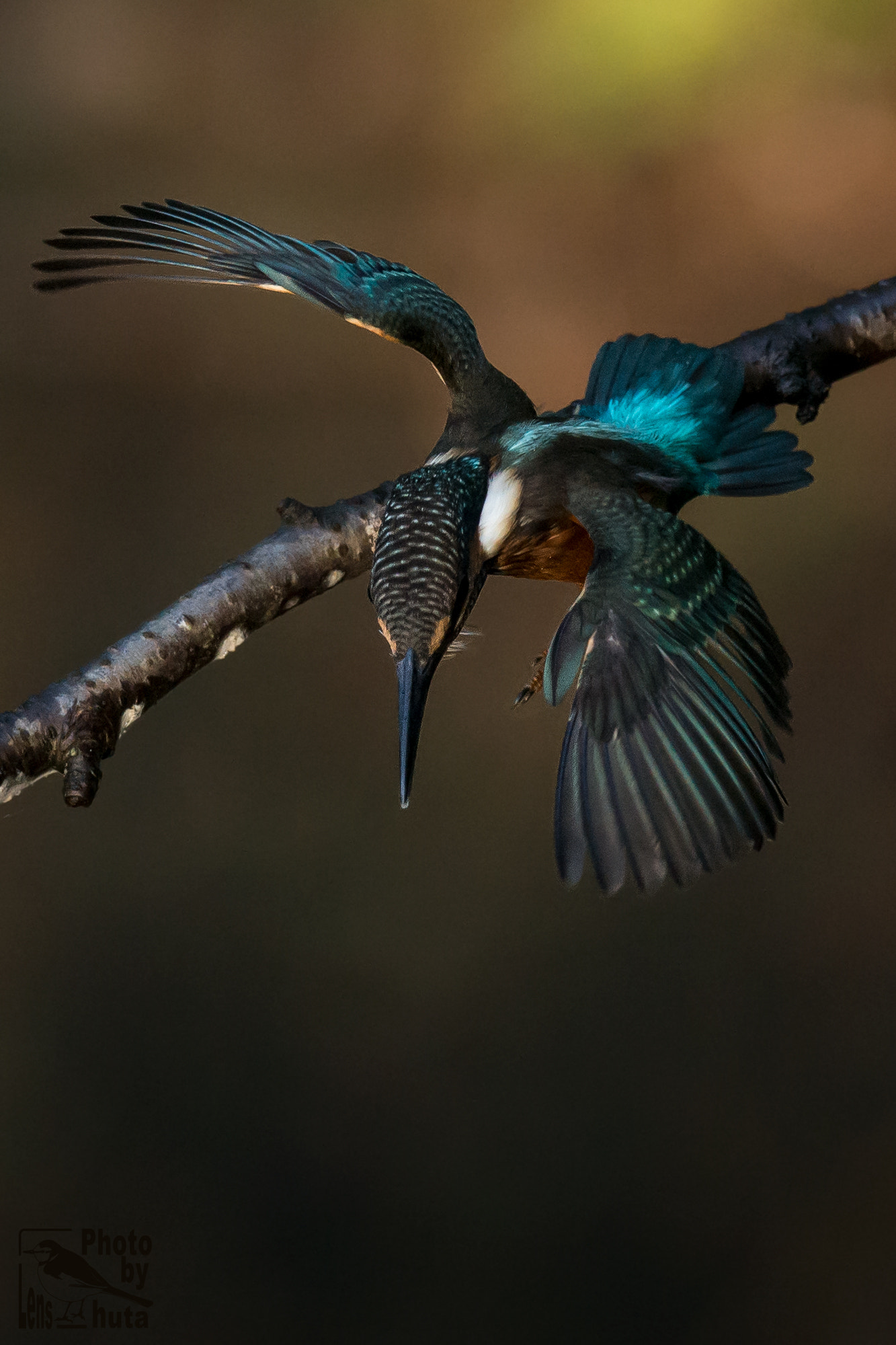 Nikon AF-S Nikkor 800mm F5.6E FL ED VR sample photo. Attack! photography