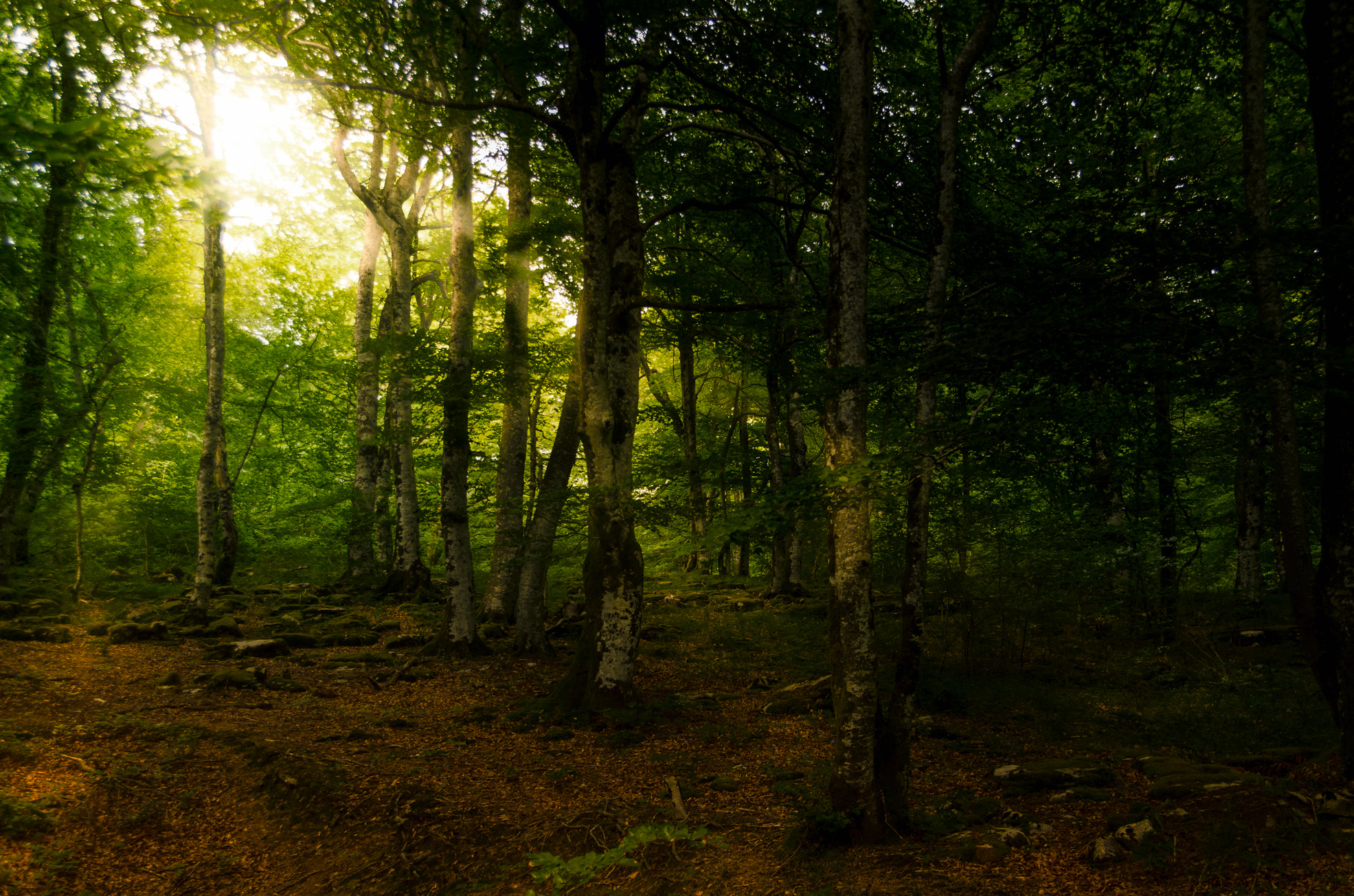 Nikon D7000 + Sigma 18-50mm F2.8 EX DC sample photo. Leyendas photography