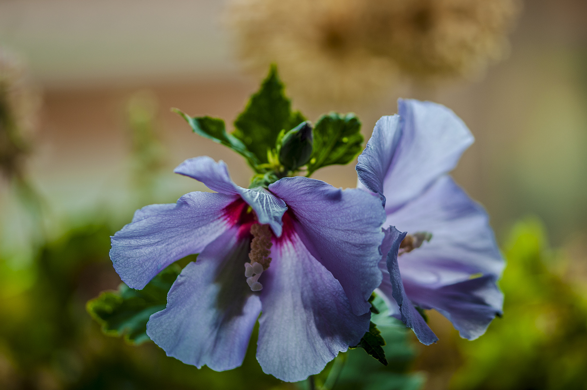 Sigma 105mm F2.8 EX DG OS HSM sample photo. Mo001 photography