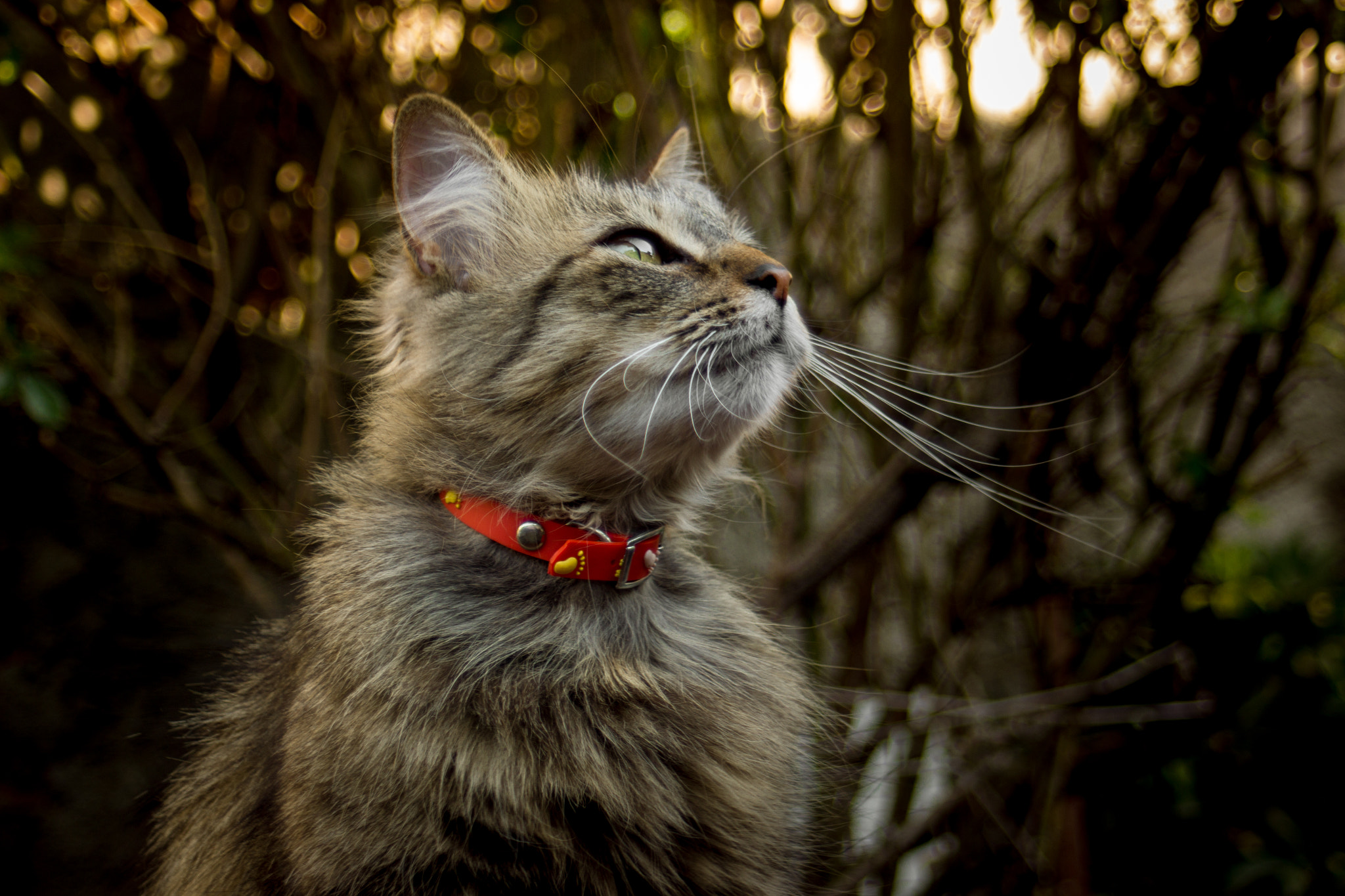Canon EF 35-80mm f/4-5.6 sample photo
