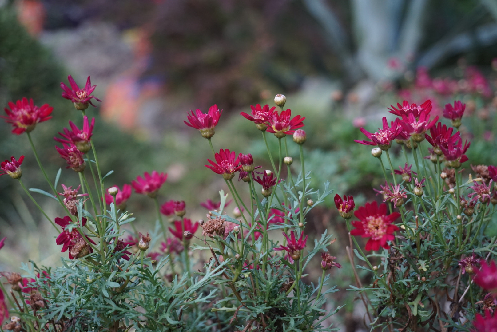 Sony Alpha QX1 sample photo. Flowers  photography