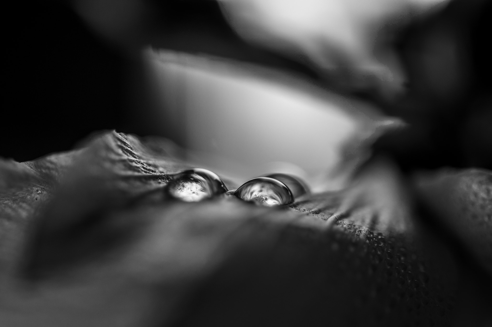 Sigma 105mm F2.8 EX DG OS HSM sample photo. Go006 photography