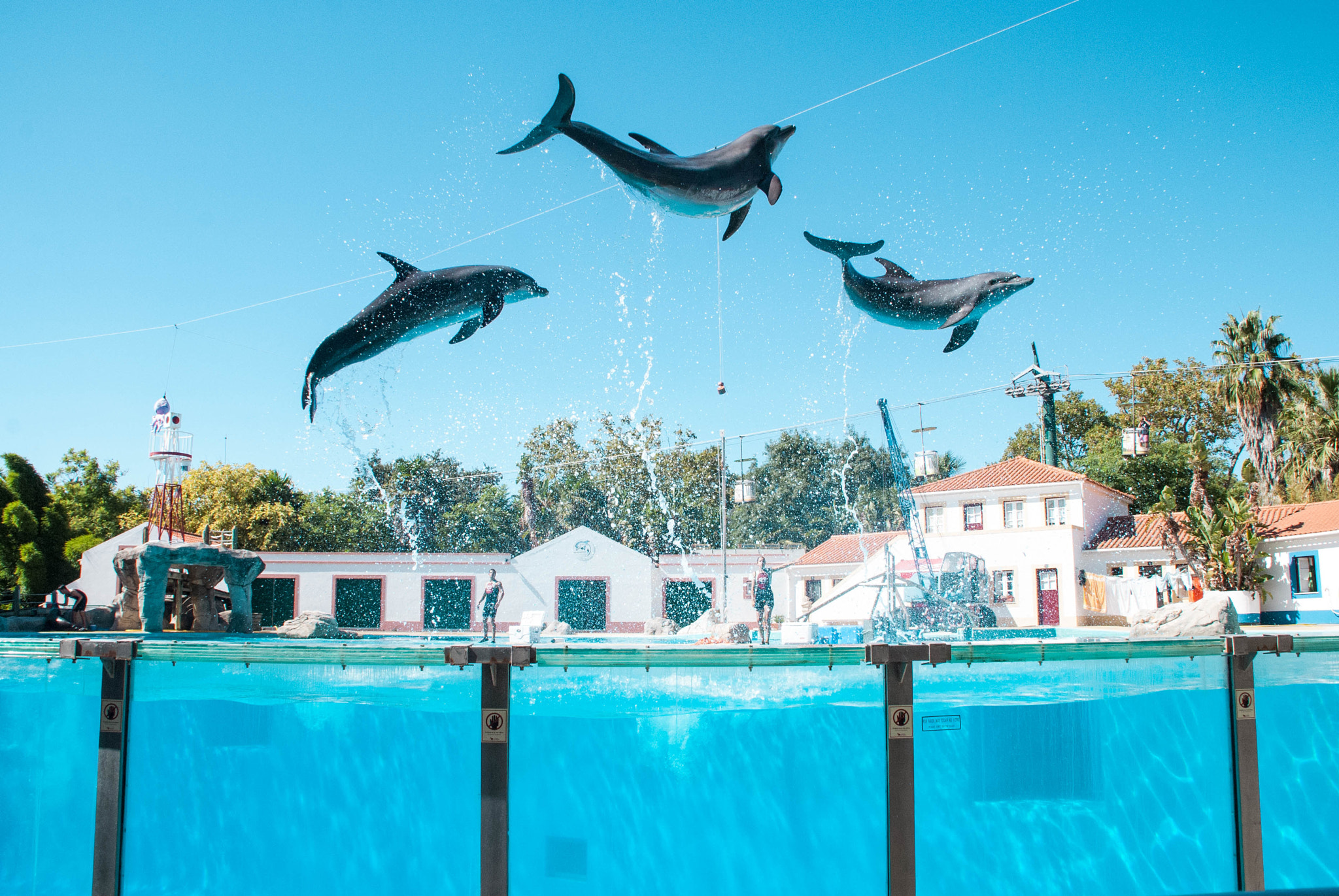 Nikon D3000 sample photo. Dolphins sincronized photography