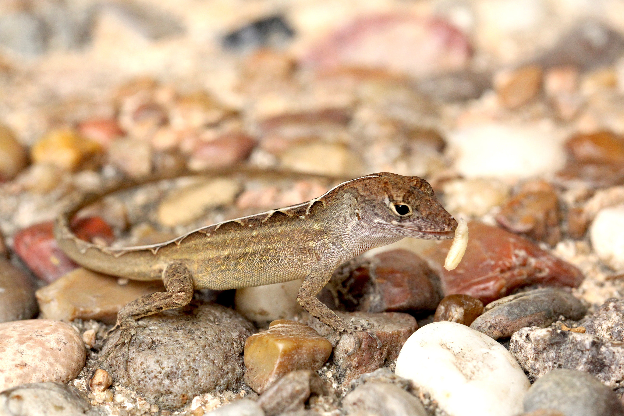 Canon EOS 60D + Canon EF 100mm F2.8L Macro IS USM sample photo. Anole with maggot lunch photography