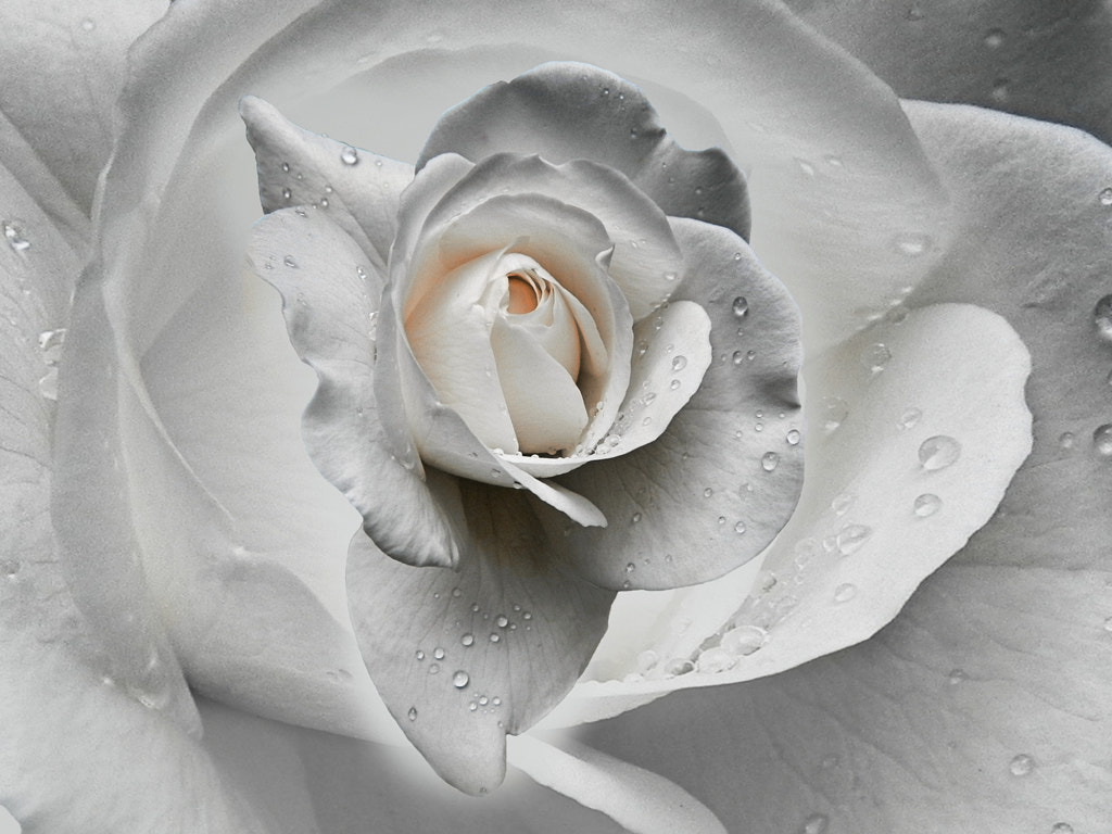 tears in the rosegarden by Joachim G. Pinkawa on 500px.com