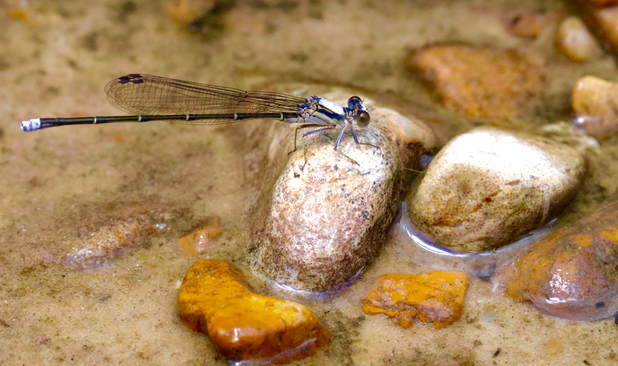 Canon EOS 80D + Canon EF 100mm F2.8L Macro IS USM sample photo. Bayou damsel fly photography