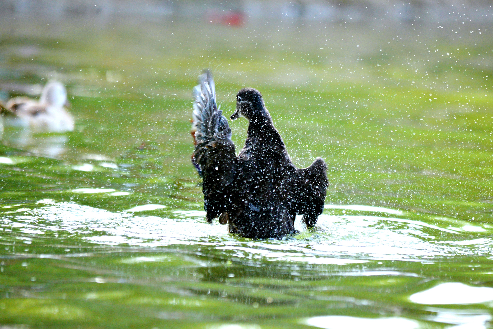 Sigma 150-500mm F5-6.3 DG OS HSM sample photo. Dip splash photography