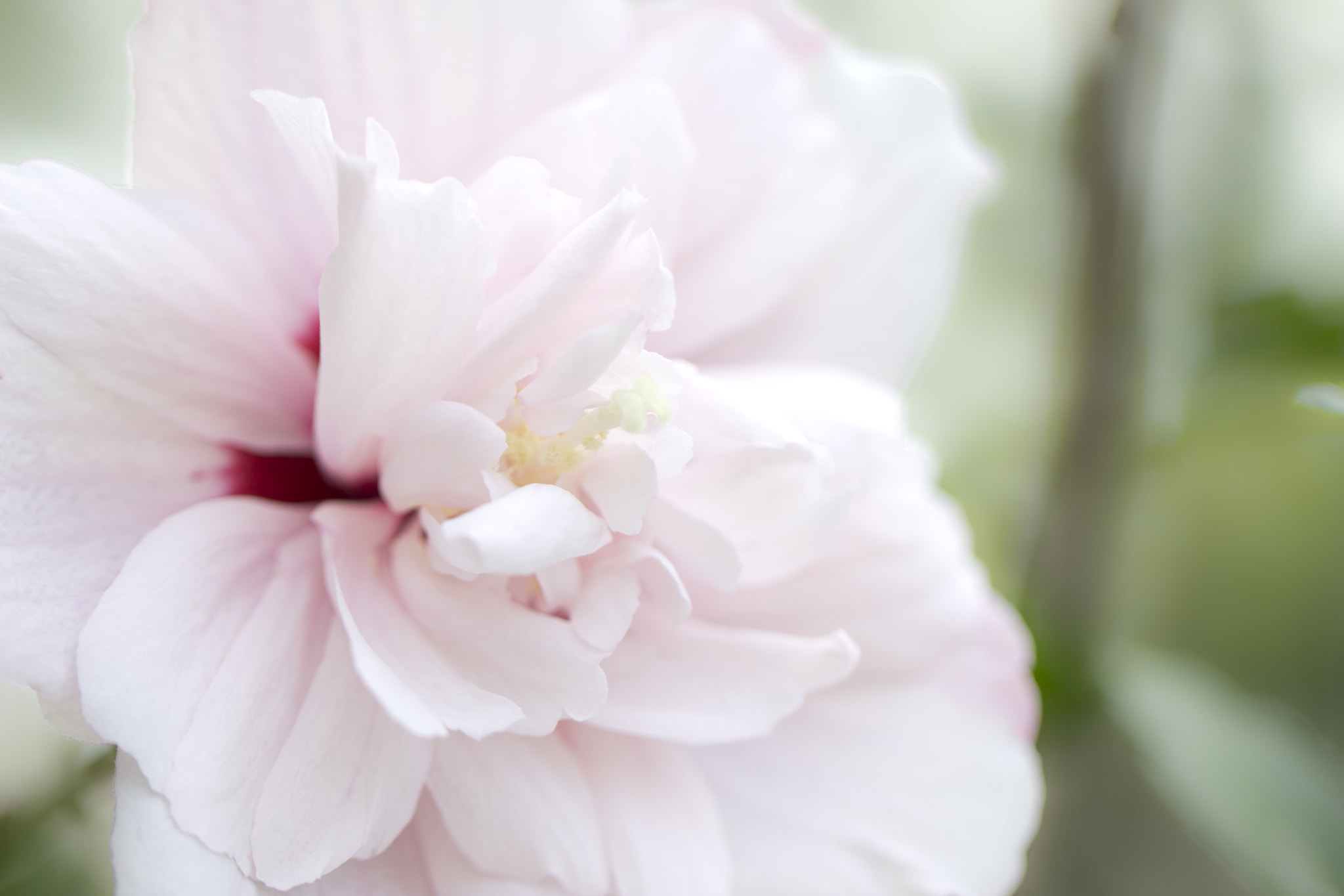 Canon EF 100mm F2.8L Macro IS USM sample photo. Rose of sharon photography