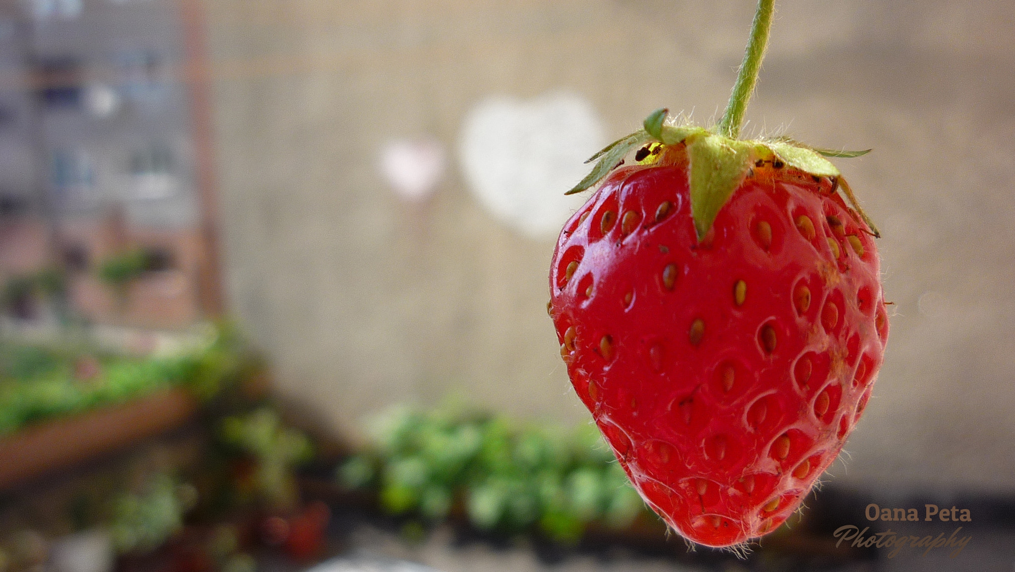 Panasonic DMC-LZ8 sample photo. Strawberry love photography