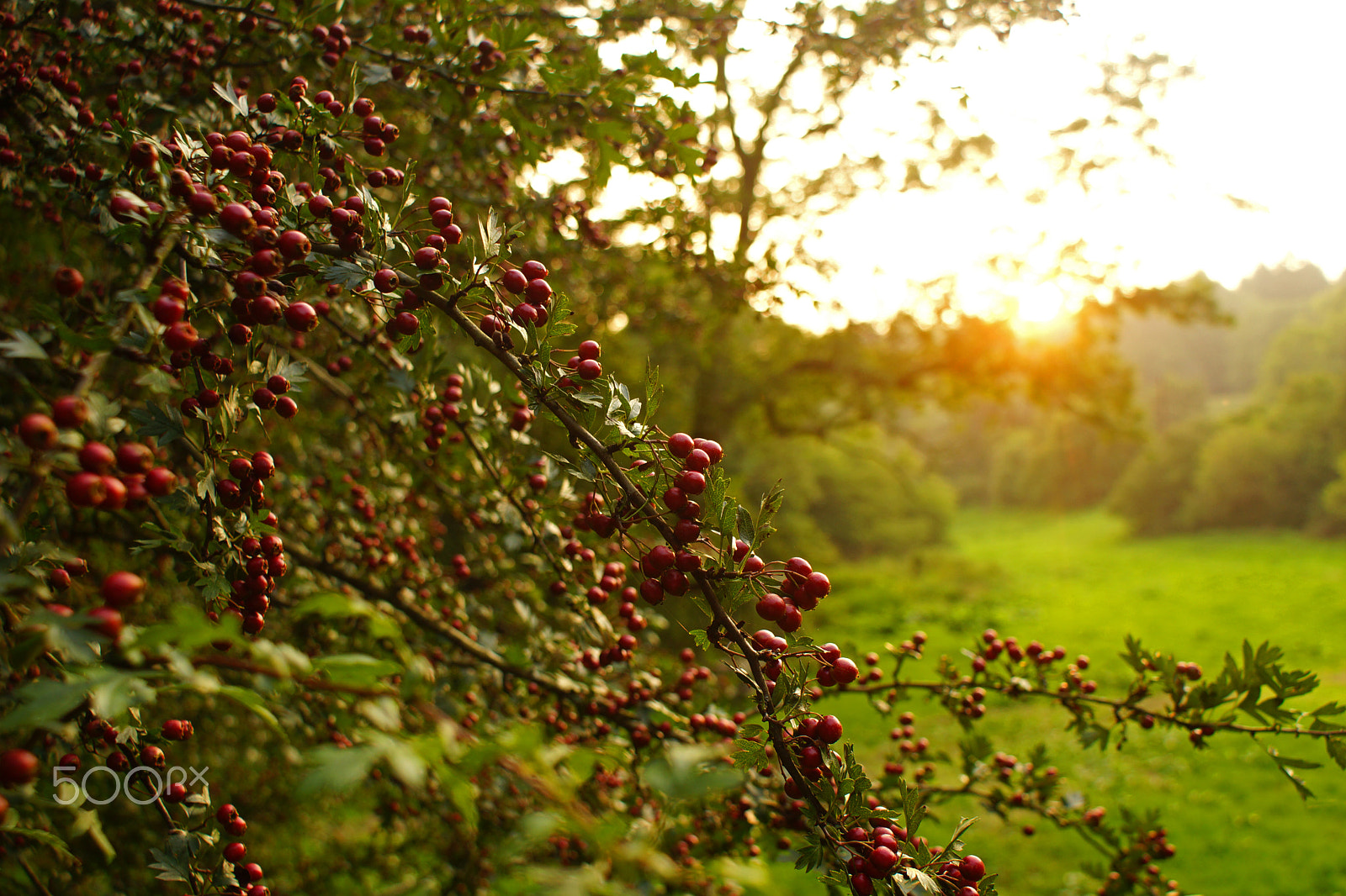 Sony DT 18-70mm F3.5-5.6 sample photo. Approaching autumn... photography