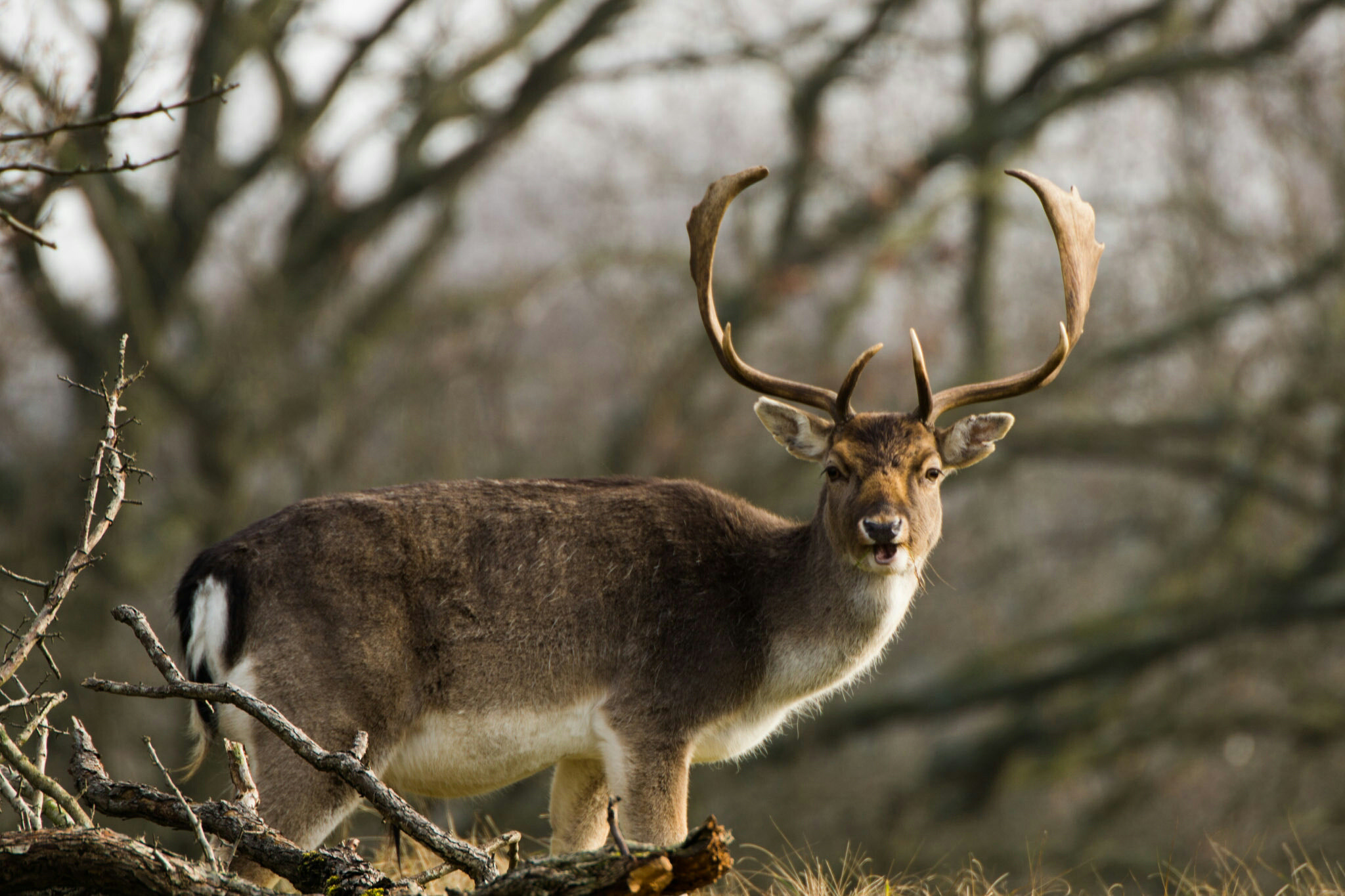 Minolta AF 300mm F2.8 HS-APO G sample photo. Stag photography
