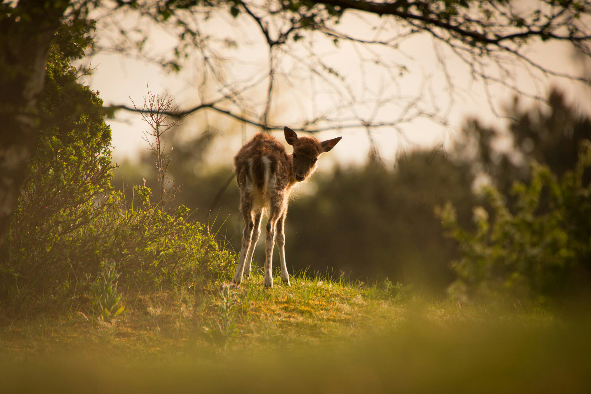 Minolta AF 300mm F2.8 HS-APO G sample photo. Young deer in the morning sunlight  photography