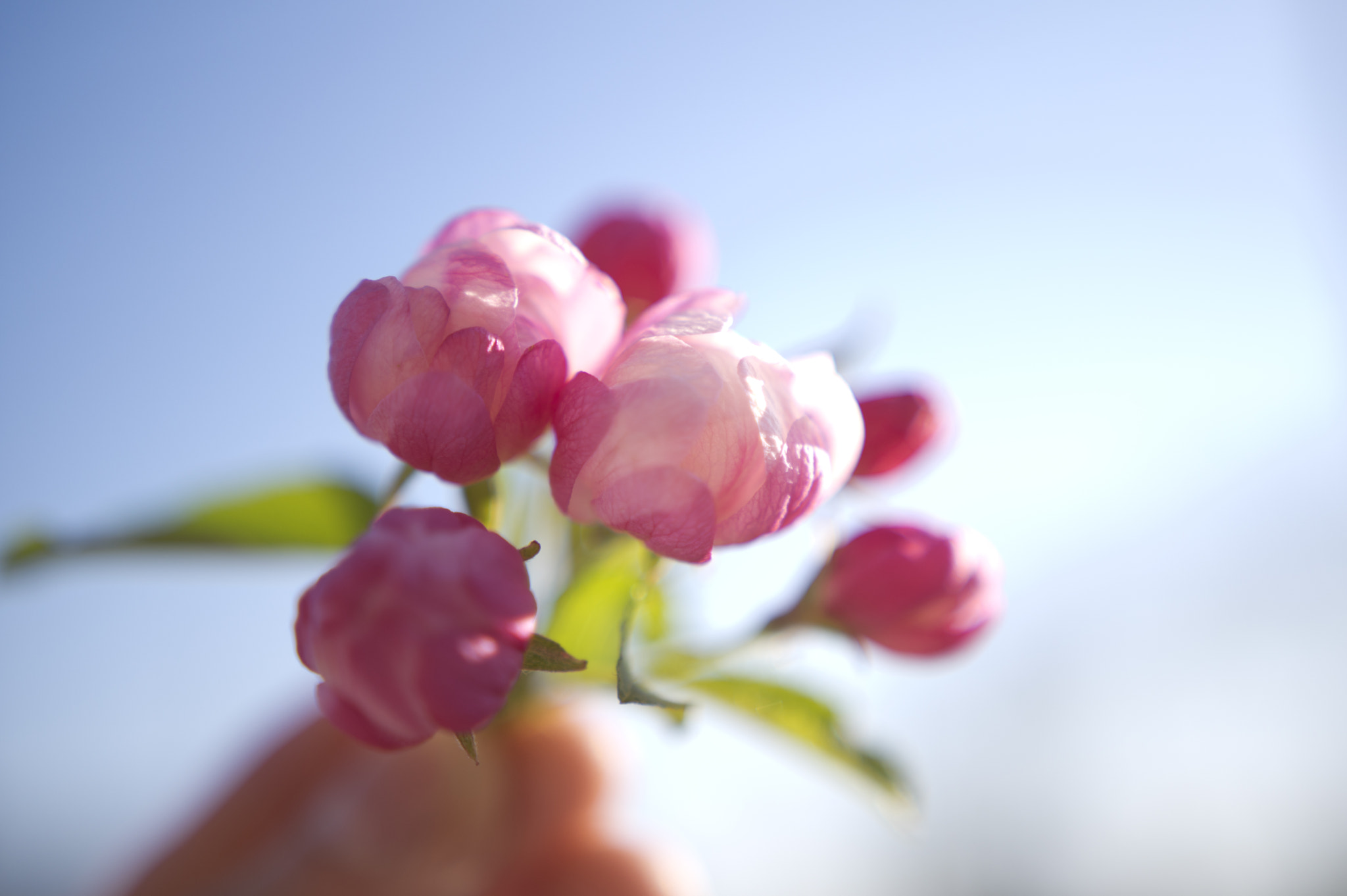 Pentax K-3 sample photo. Tiny buds photography