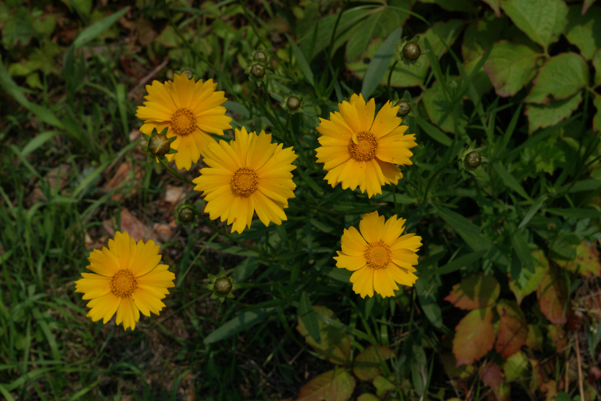Pentax *ist D sample photo. Flowers photography