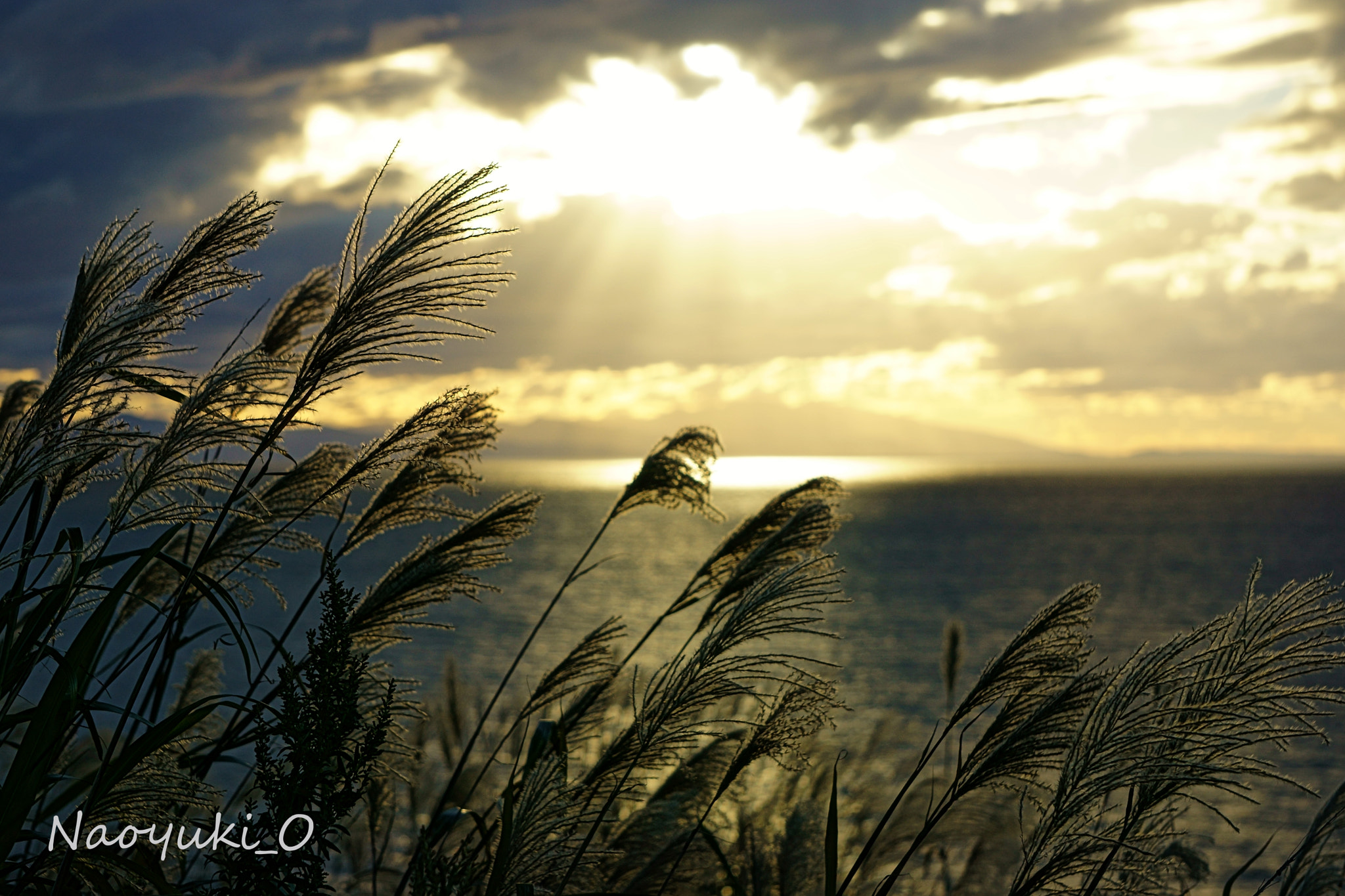 Sony a5100 sample photo. Silver grasses photography