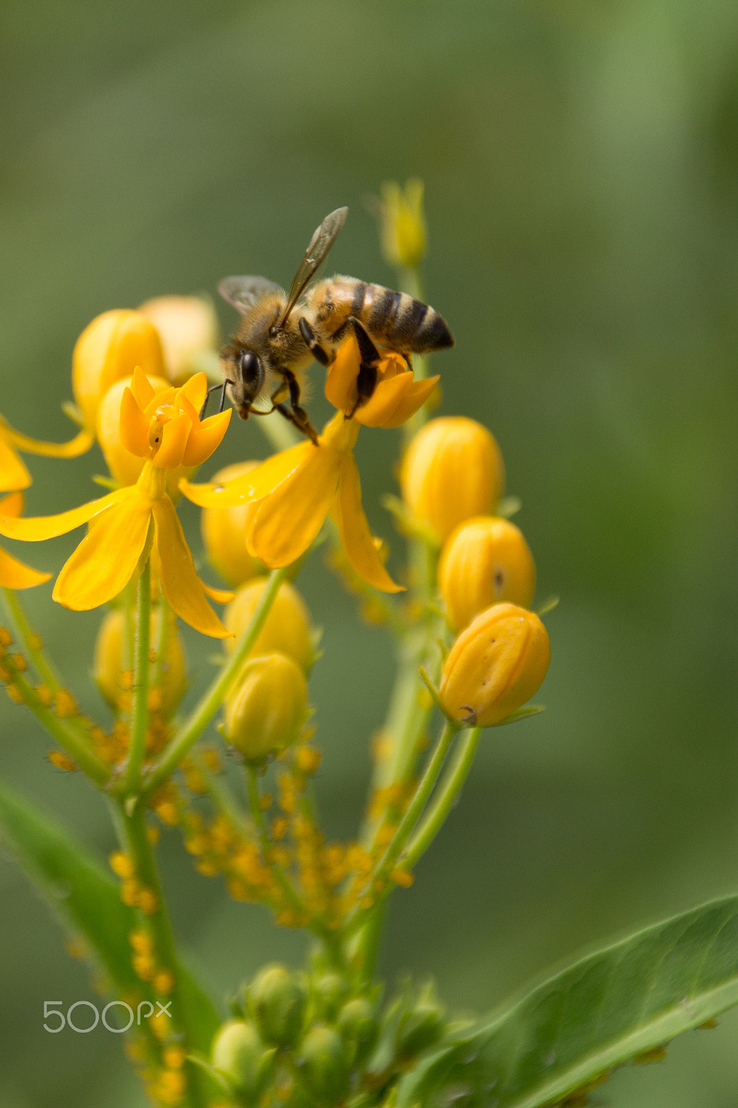 Sigma 18-250mm F3.5-6.3 DC OS HSM sample photo. Pollinator 2 photography