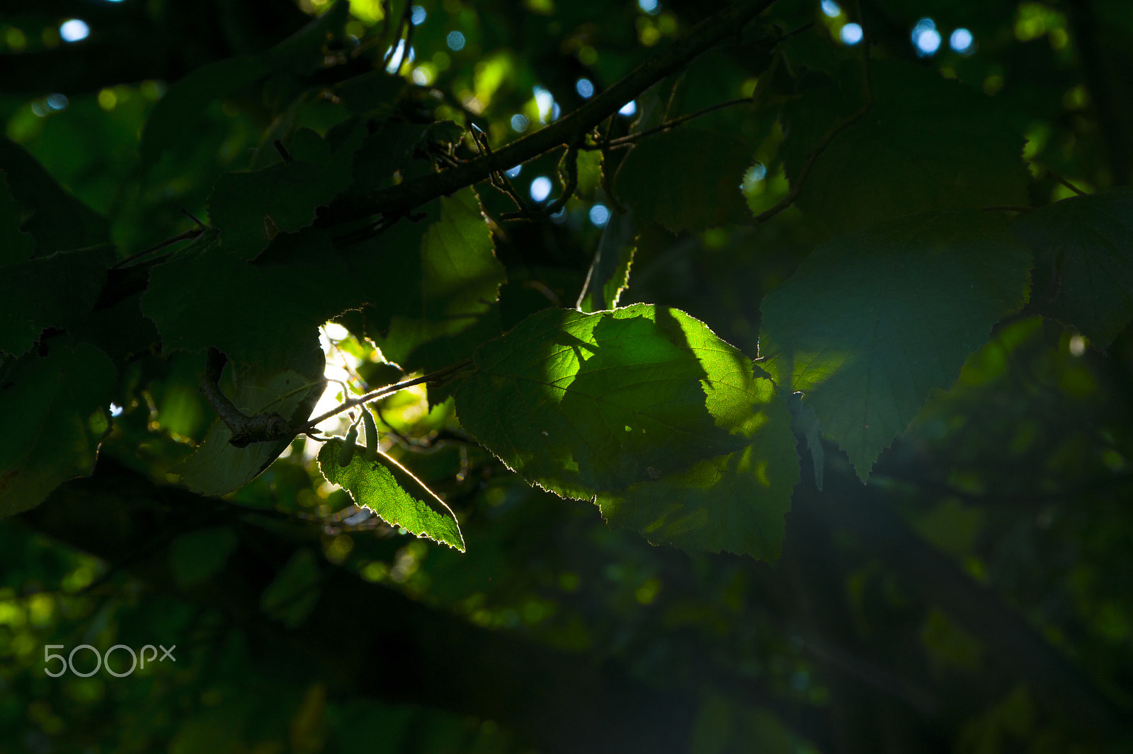 Sigma 17-70mm F2.8-4 DC Macro OS HSM sample photo. Life photography