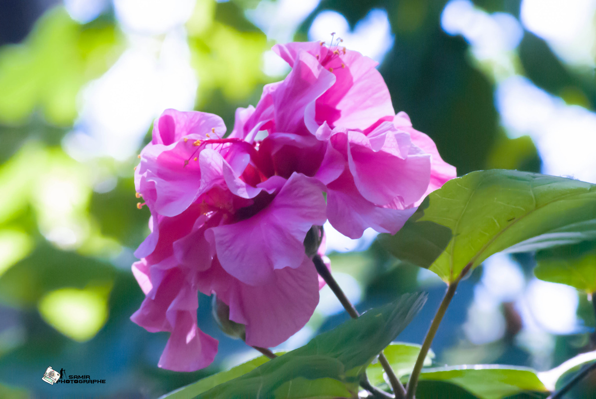 Nikon D200 sample photo. Flower photography
