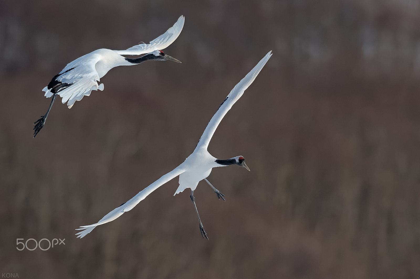 Nikon AF-S Nikkor 400mm F2.8G ED VR II sample photo. Tantyou photography