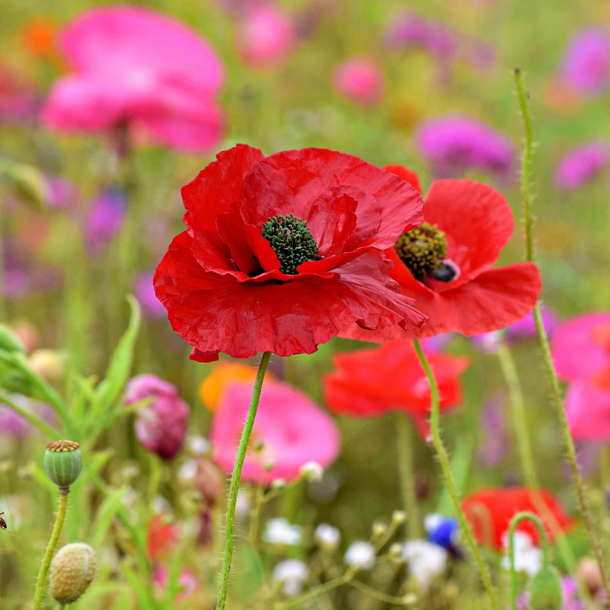 AF Zoom-Nikkor 35-105mm f/3.5-4.5 sample photo. Kenai, alaska - poppies photography