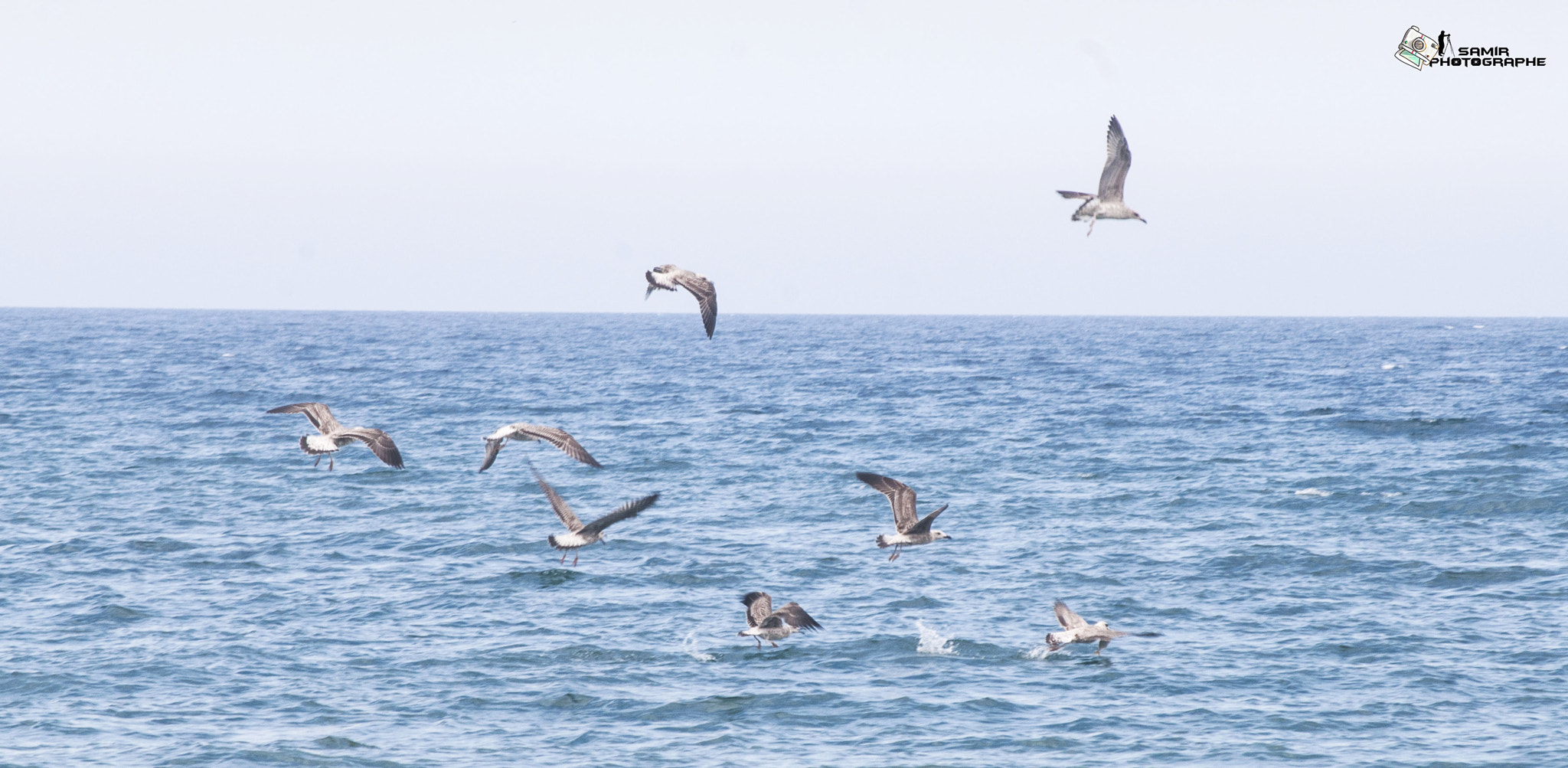 Nikon D200 sample photo. Oiseaux photography