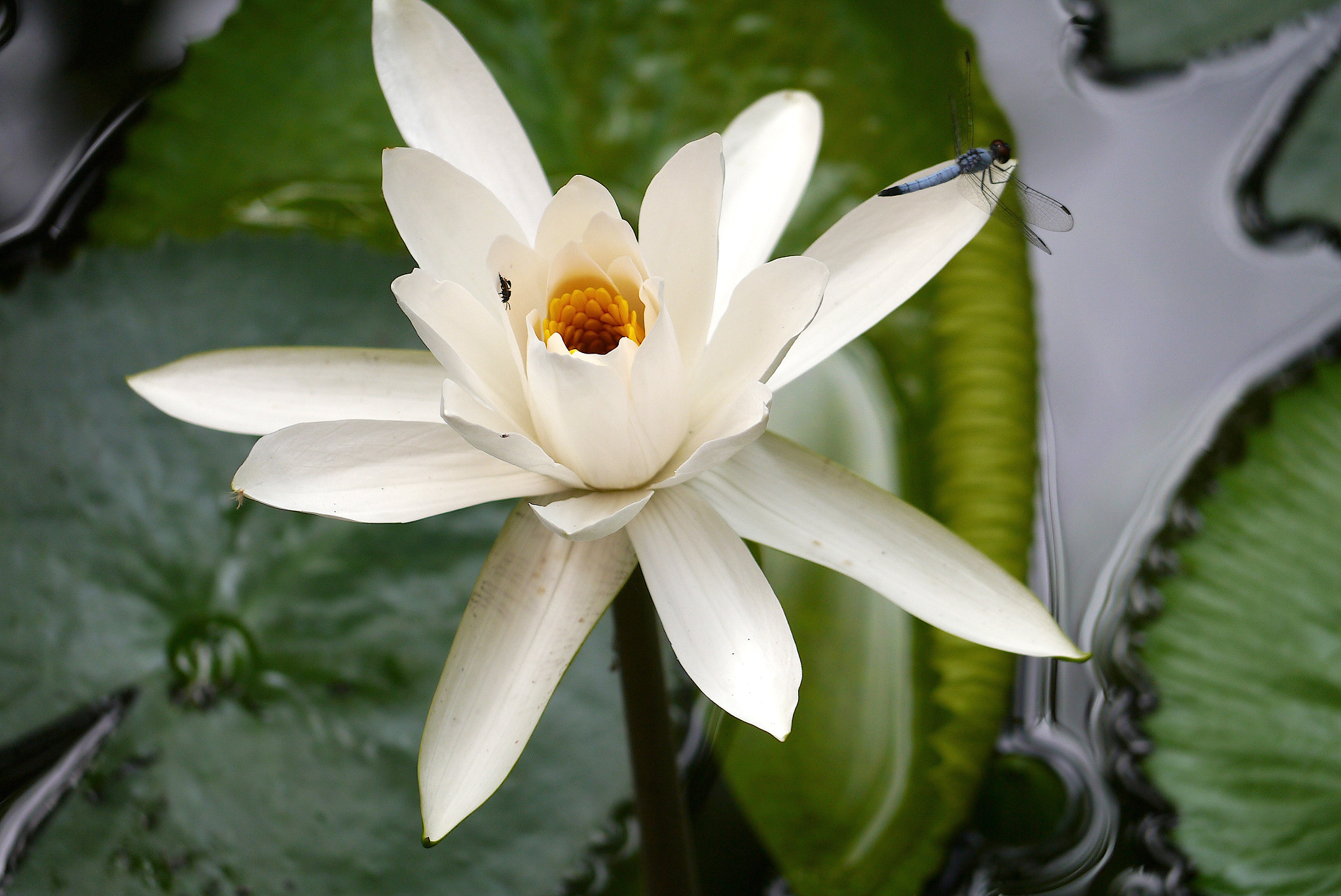 Panasonic Lumix DMC-GX1 + Panasonic Lumix G Vario 45-200mm F4-5.6 OIS sample photo. Waterlily tregonna & dragonfly photography