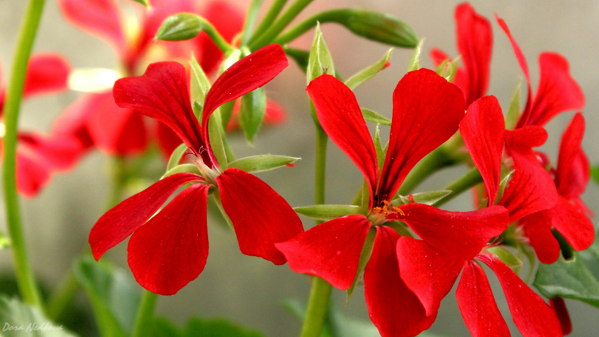Canon EF 28-105mm f/3.5-4.5 USM sample photo. Flower photography
