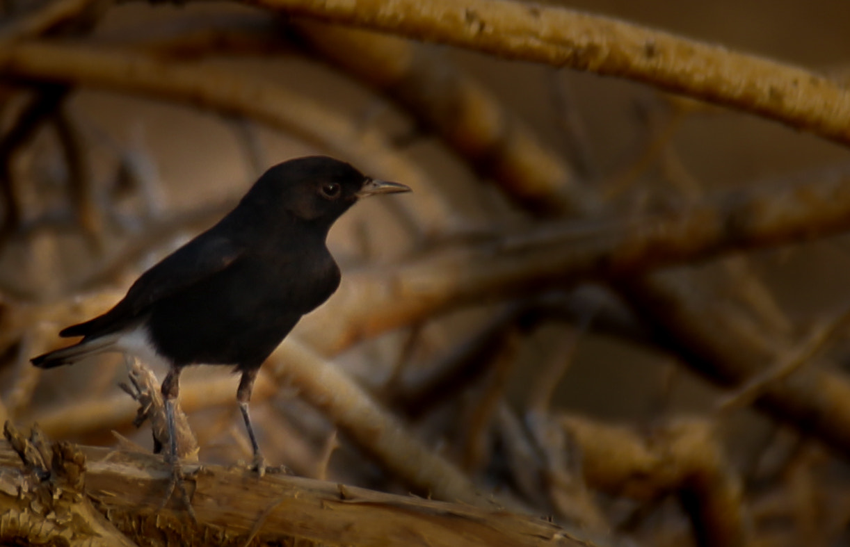 Tamron SP 150-600mm F5-6.3 Di VC USD sample photo. Bird photography