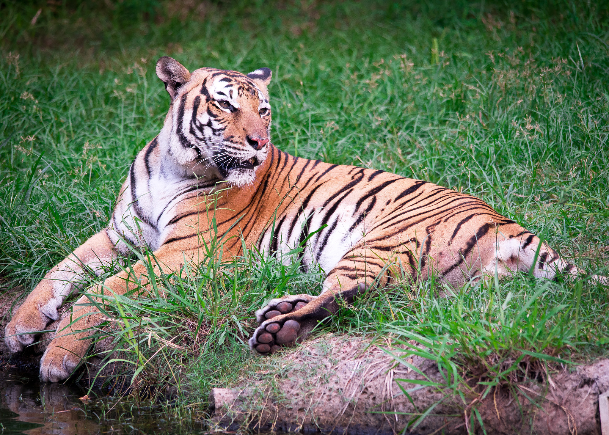 Sigma 150-500mm F5-6.3 DG OS HSM sample photo. Houston zoo tiger photography