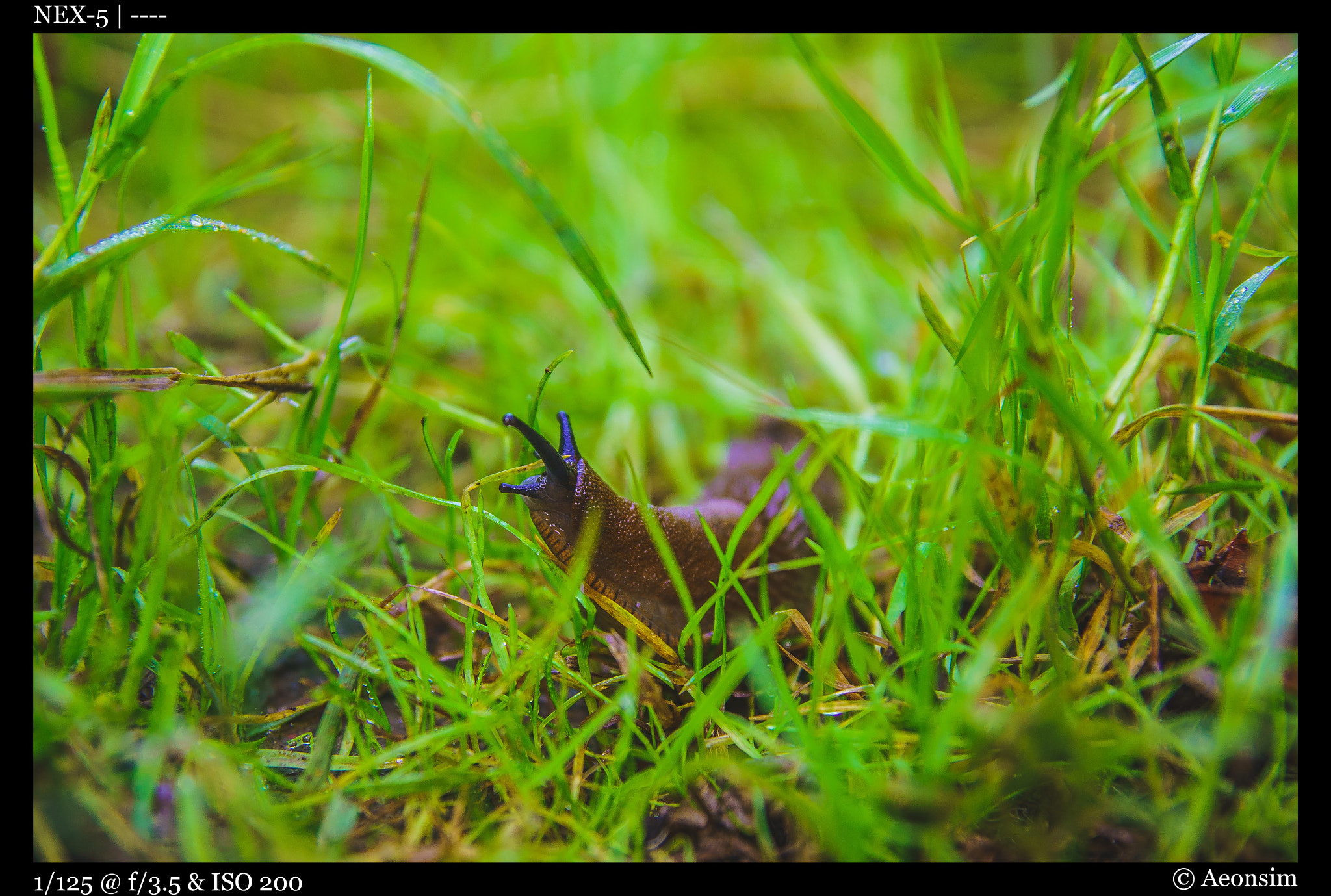 Sony Alpha NEX-5 + Tamron SP 24-70mm F2.8 Di VC USD sample photo. Slug! photography