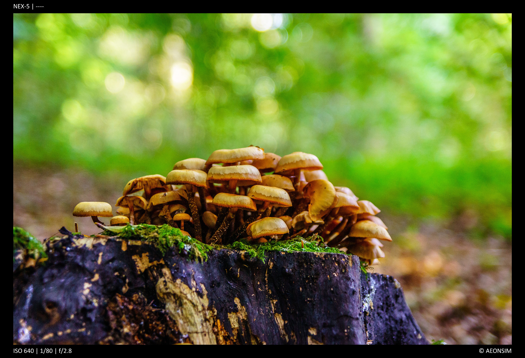 Sony Alpha NEX-5 sample photo. Mushrooms photography