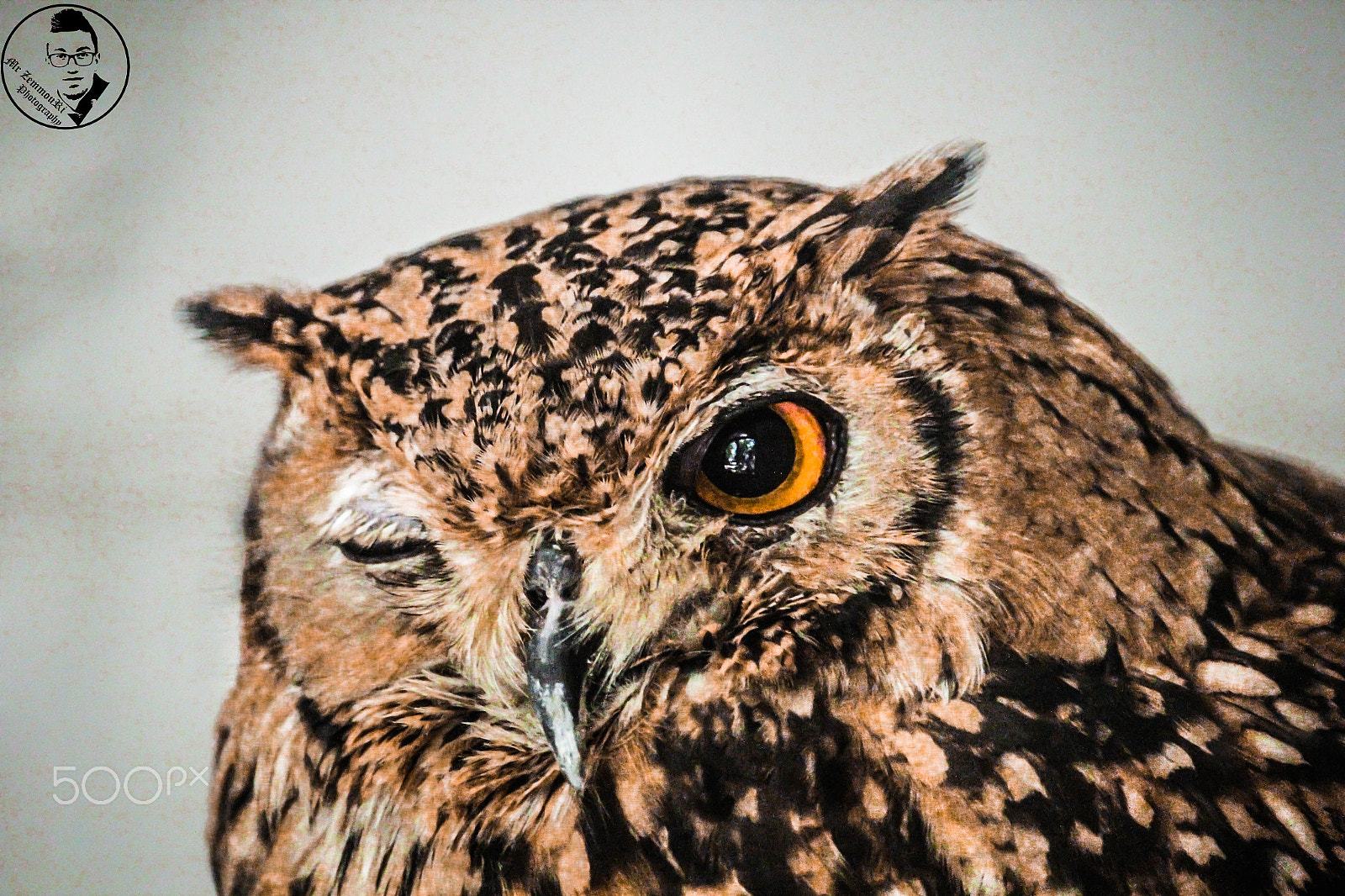 Canon EF-S 55-250mm F4-5.6 IS STM sample photo. Owl winking photography