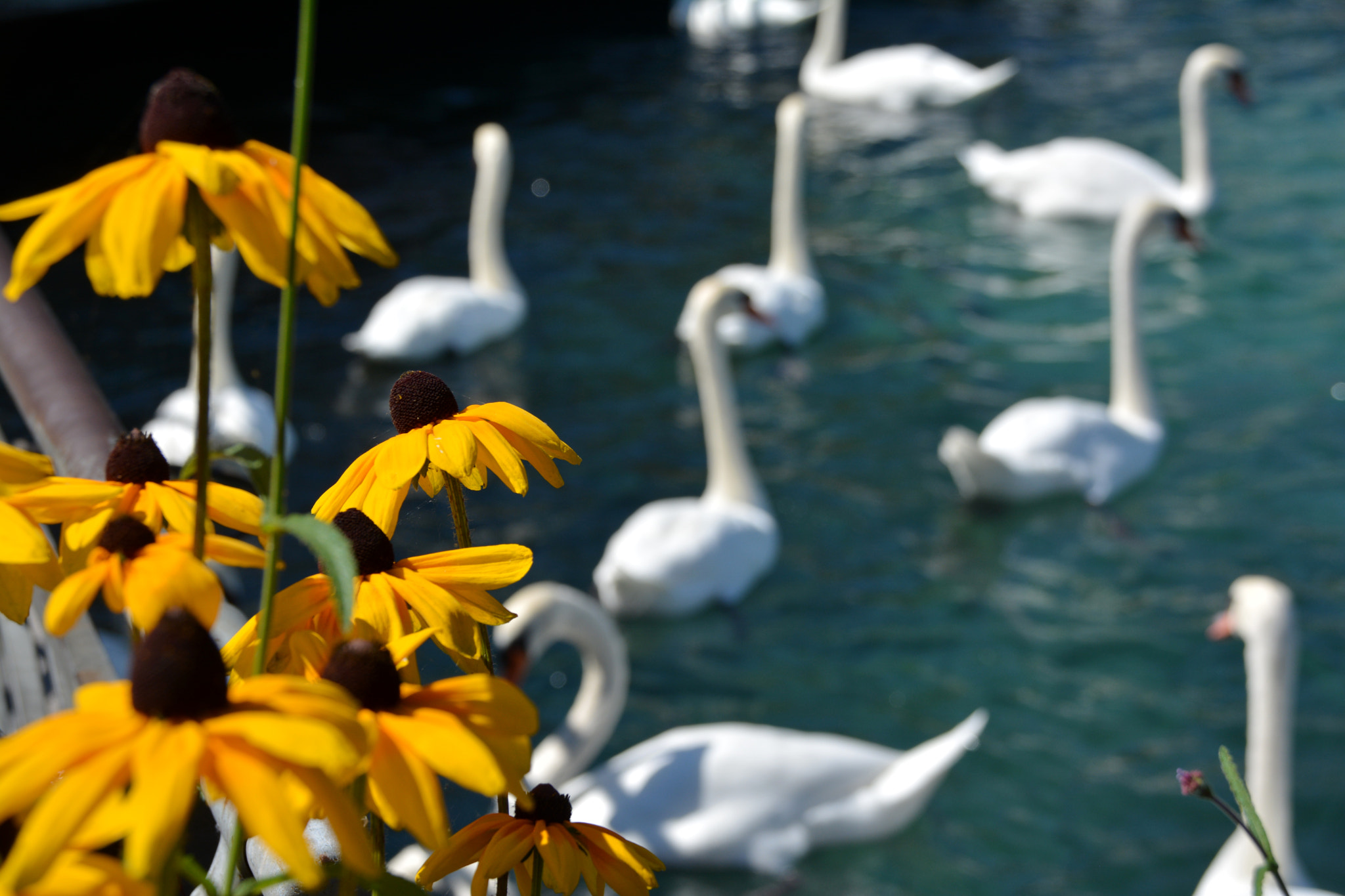 Nikon D7100 + Sigma 18-200mm F3.5-6.3 DC sample photo. Black eye susan and swan photography