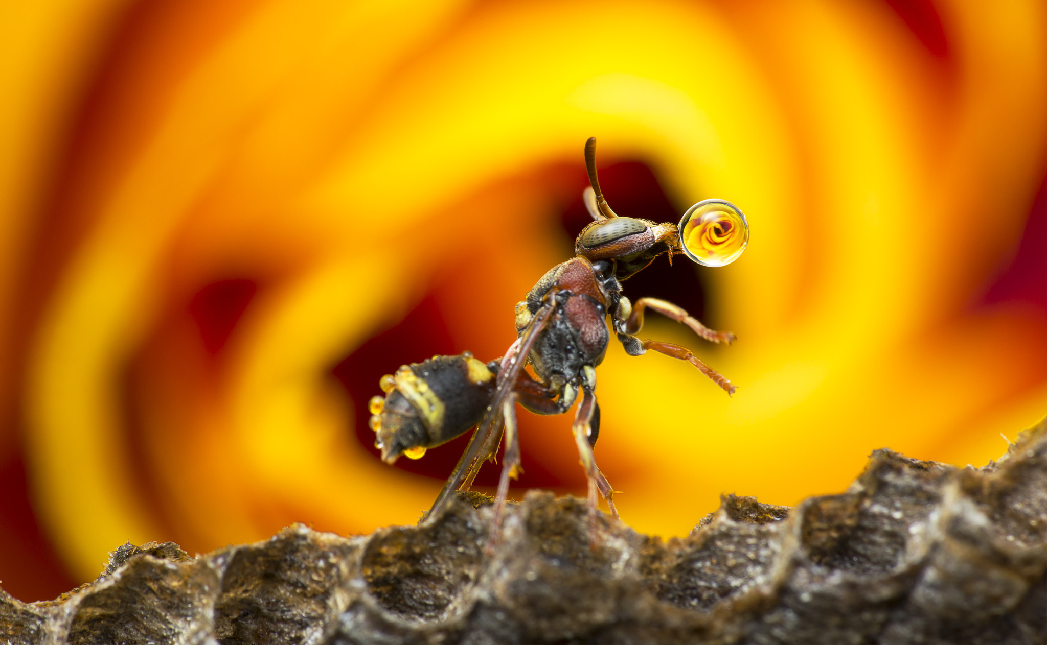 Canon EOS 60D + Canon EF 100mm F2.8 Macro USM sample photo. Wasp blowing water bubble 160923a photography