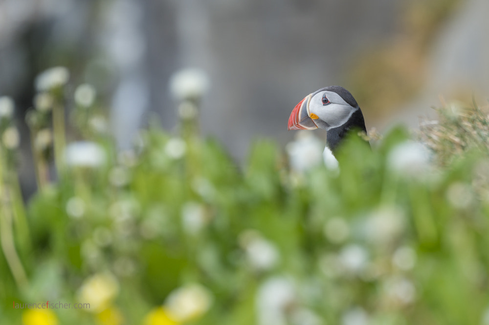 Nikon D4S sample photo. Puffin, iceland photography