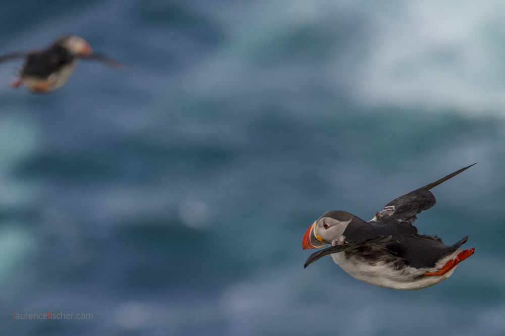 Nikon D4S sample photo. Gliding puffins, iceland photography