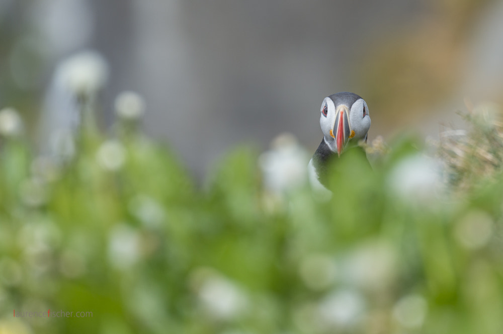 Nikon D4S sample photo. Puffin, iceland photography