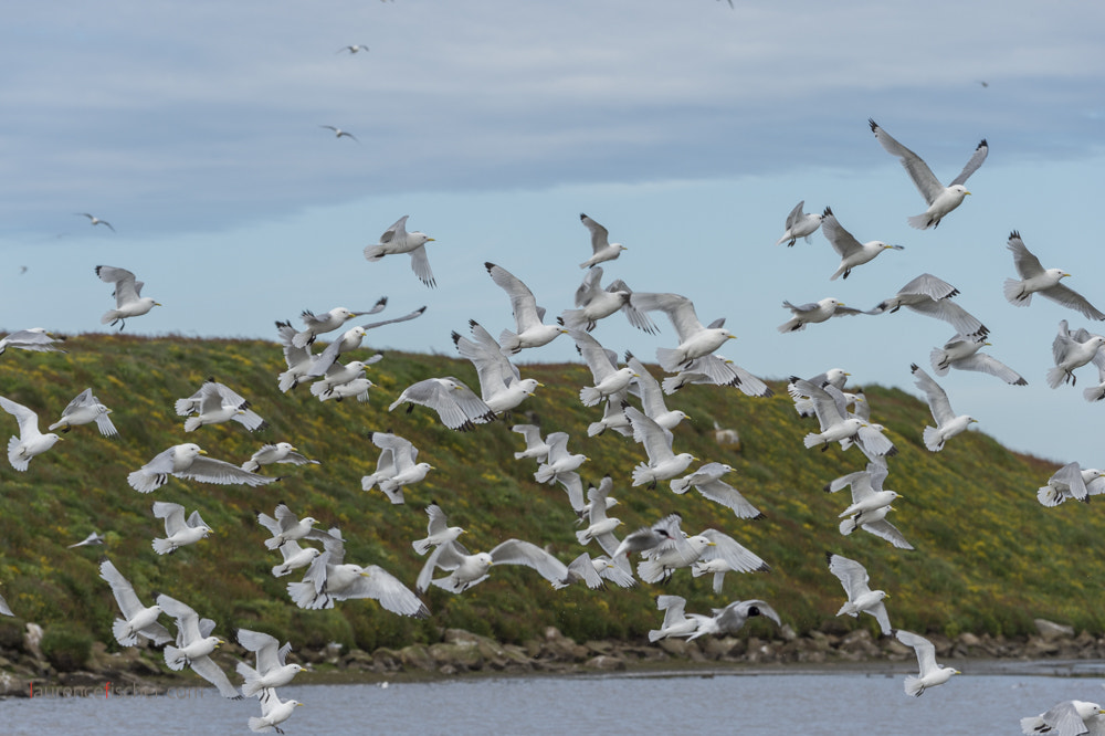 Nikon D4S sample photo. Cloud of seagulls, grimsey, iceland photography