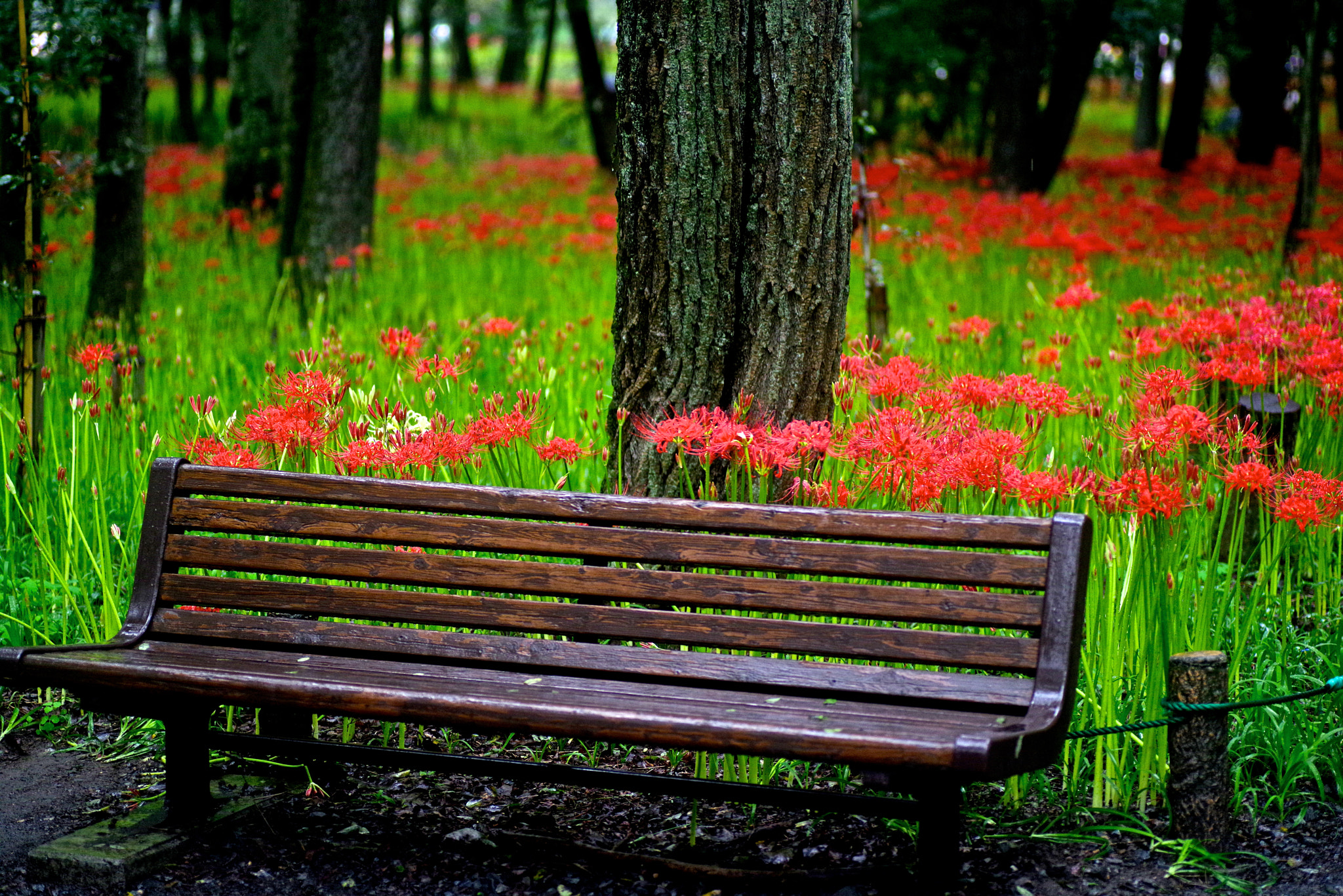Tamron SP AF 90mm F2.8 Di Macro sample photo. Bench photography