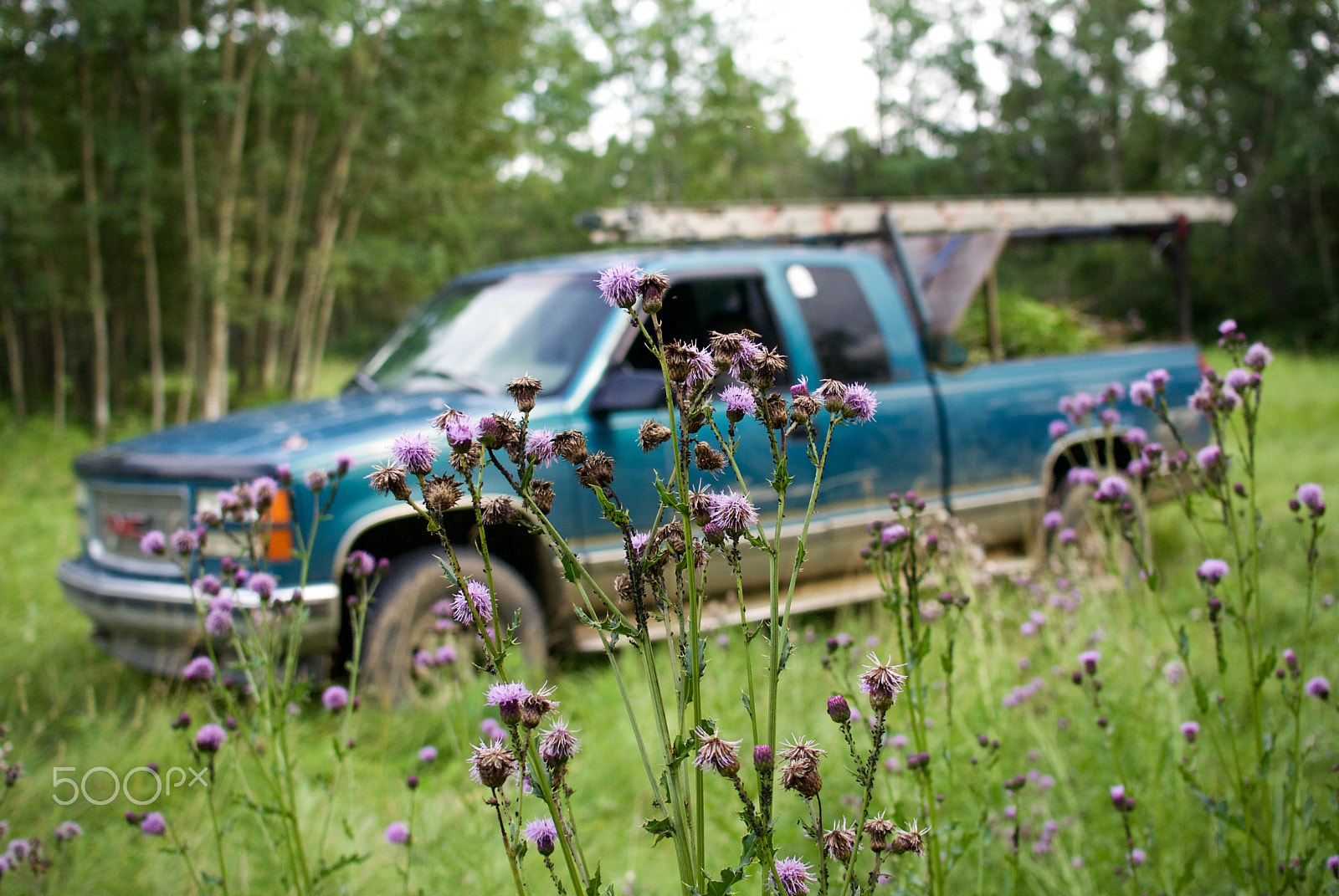 Nikon 1 J2 sample photo. Canada thistles & farm truck photography