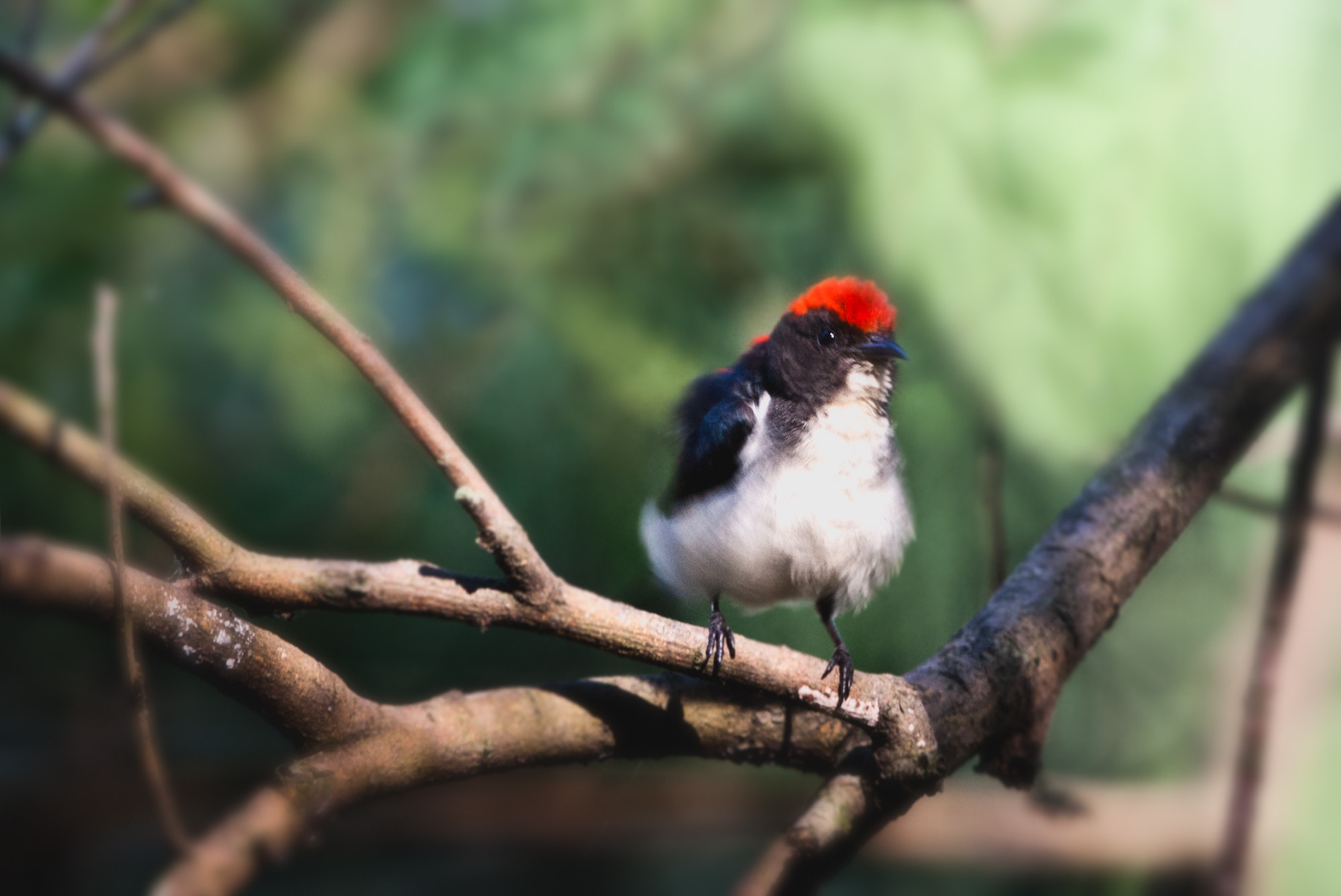 Canon EF 100-400mm F4.5-5.6L IS USM sample photo. 朱背啄花鸟 photography