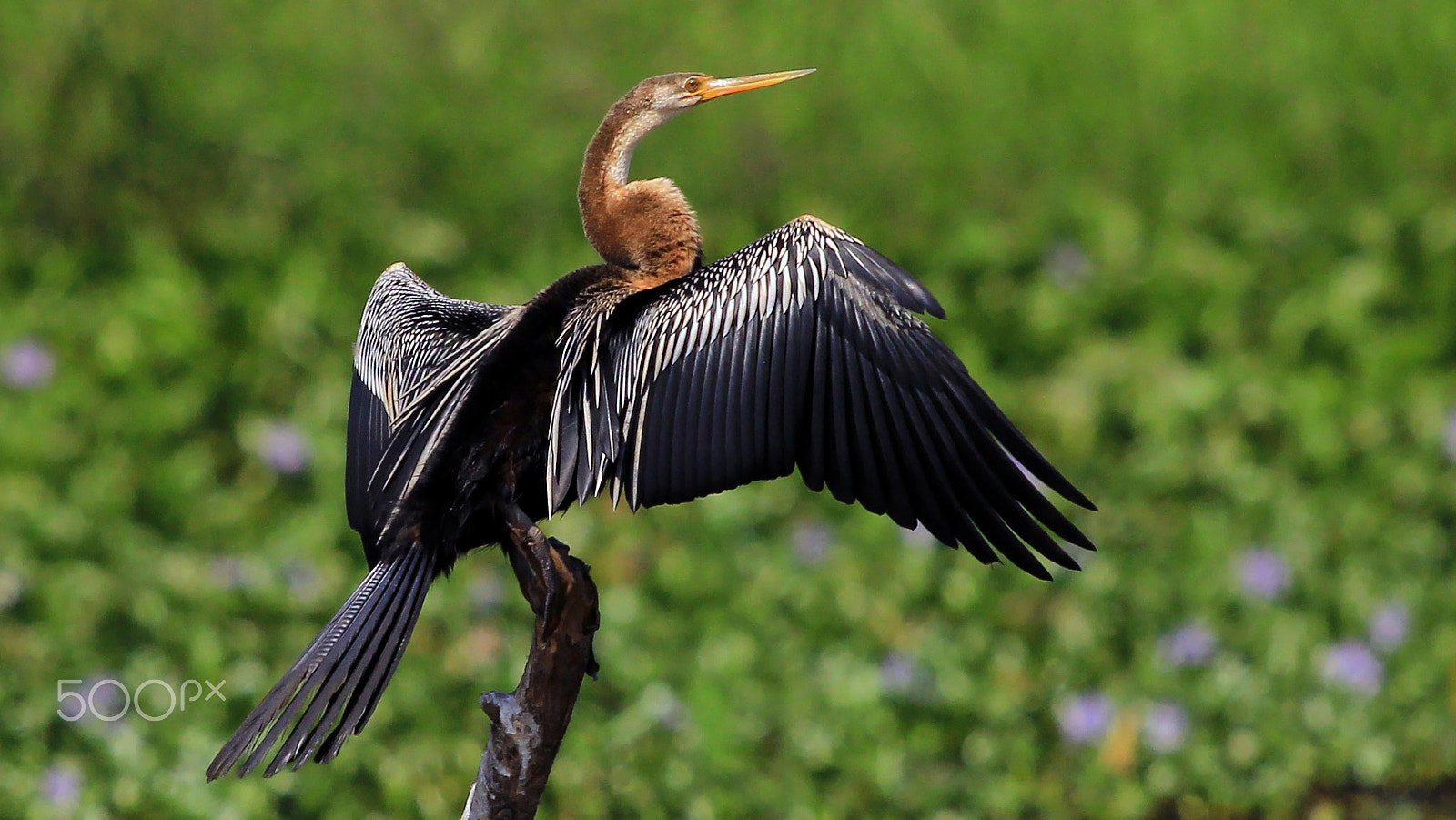 Canon EF 100-400mm F4.5-5.6L IS USM sample photo. Kerala-india photography