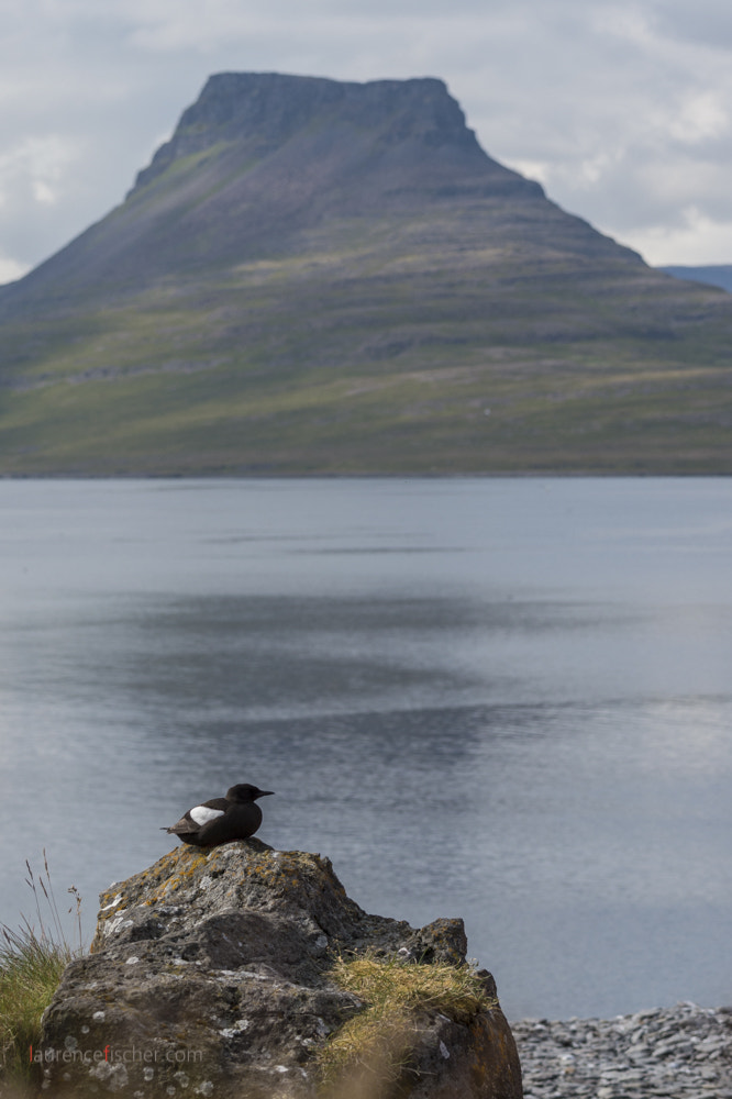 Nikon D4S sample photo. Chilling pinguin, vigur, iceland photography