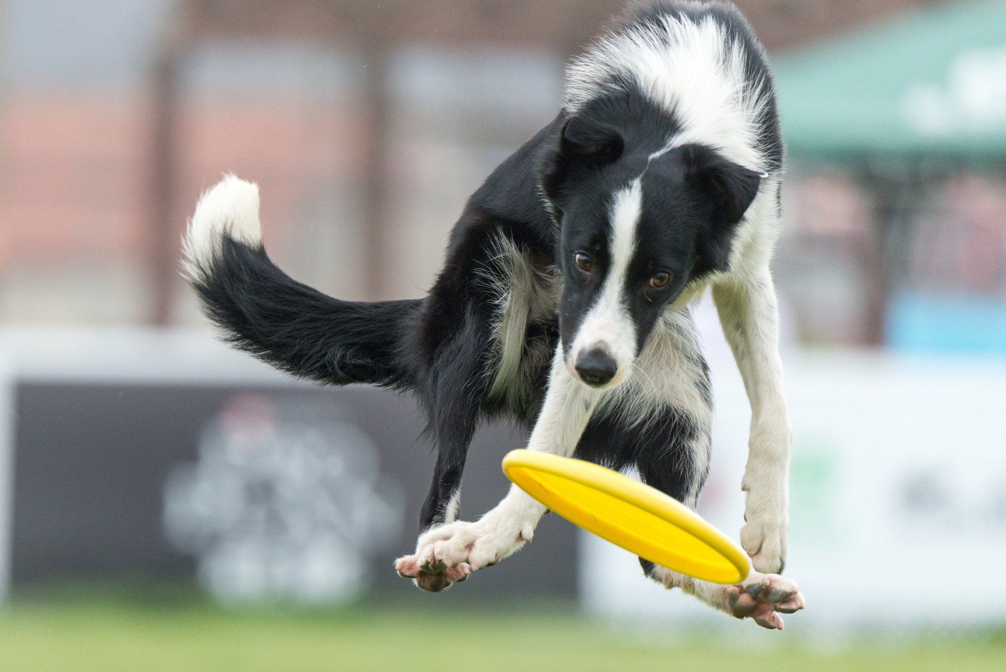 Nikon D800E sample photo. Disc dog photography