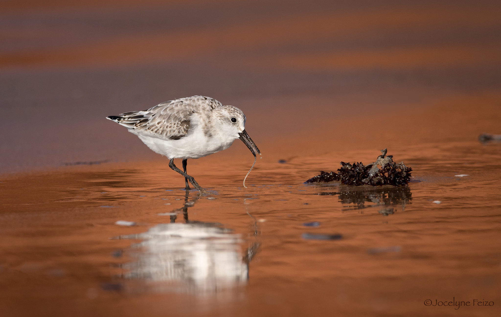 Nikon D750 + Nikon AF-S Nikkor 300mm F4D ED-IF sample photo. Sanderling photography