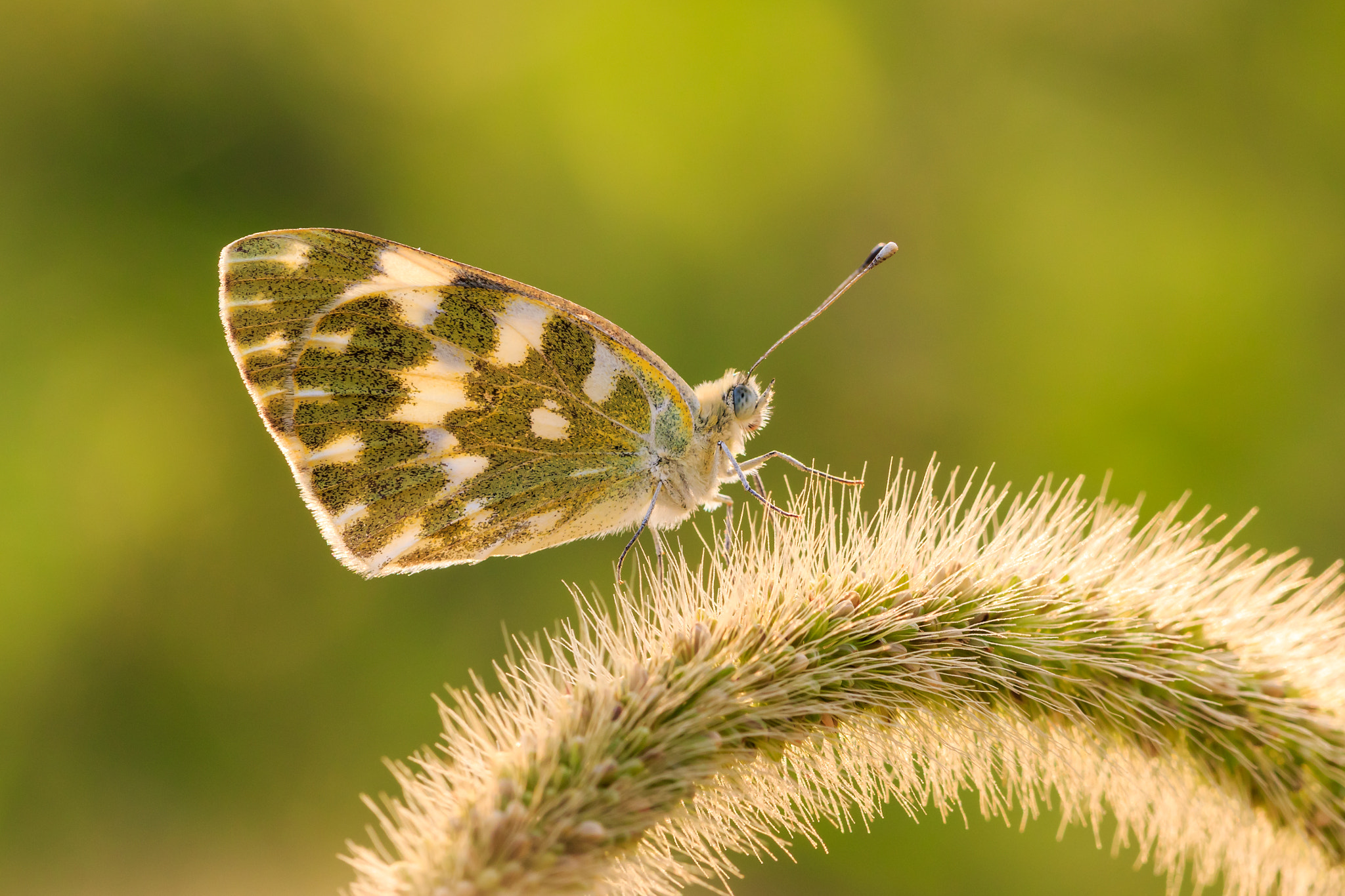 Canon EF 180mm F3.5L Macro USM sample photo. 粉蝶 photography