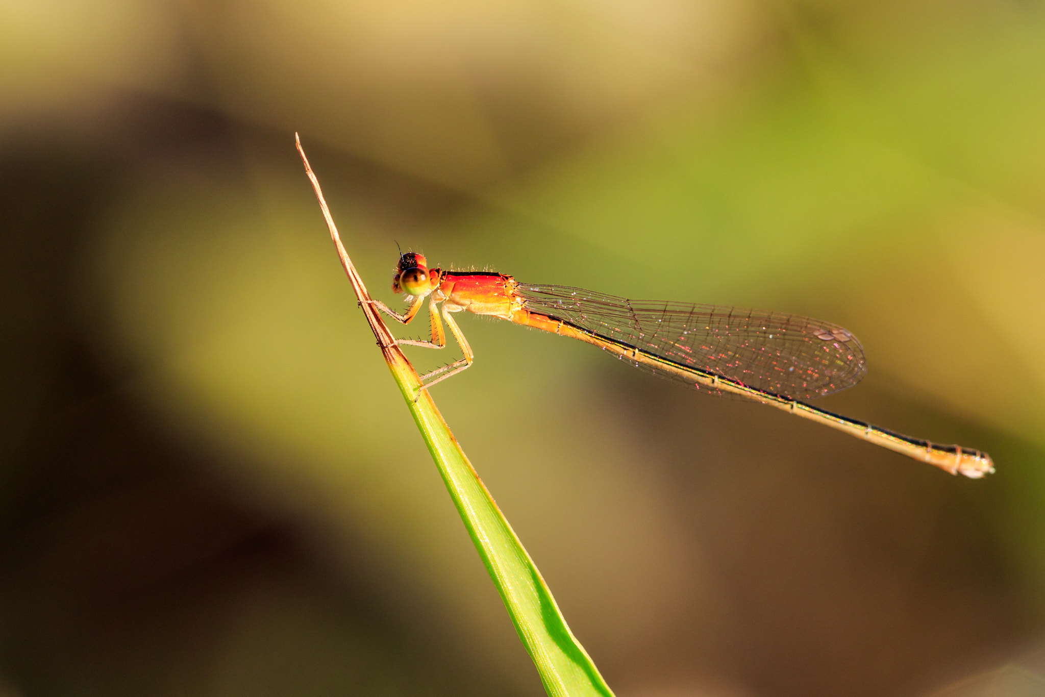 Canon EF 180mm F3.5L Macro USM sample photo. 豆娘 photography