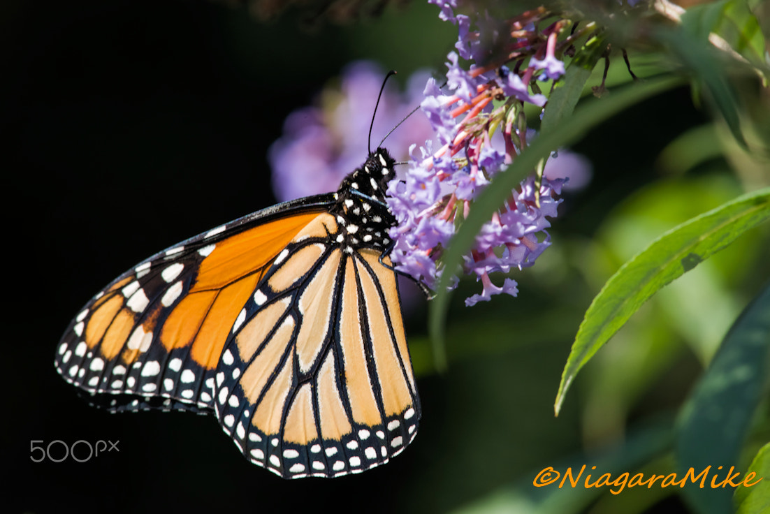 Nikon D810 + Nikon AF-S Nikkor 300mm F4D ED-IF sample photo. Monarch fresh and ready to migrate photography