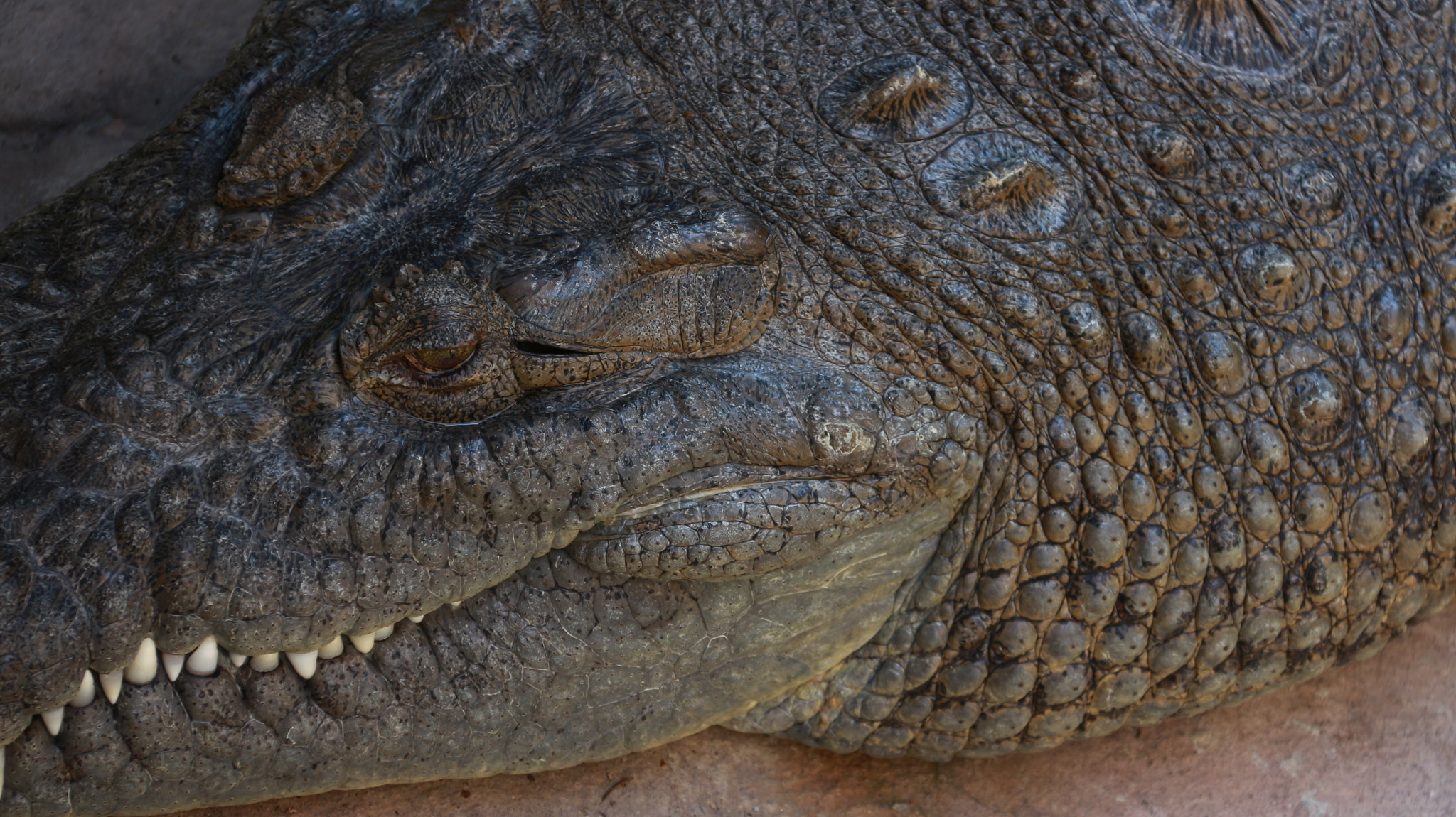 Canon EOS M sample photo. Drago photography